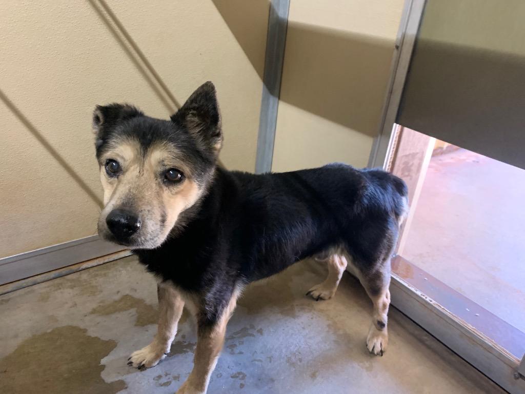 Enlarge Felix, a Adoptable mixed breed in Tucumcari, NM image 2/3