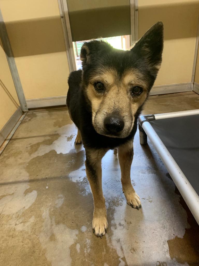 Enlarge Felix, a Adoptable mixed breed in Tucumcari, NM image 3/3