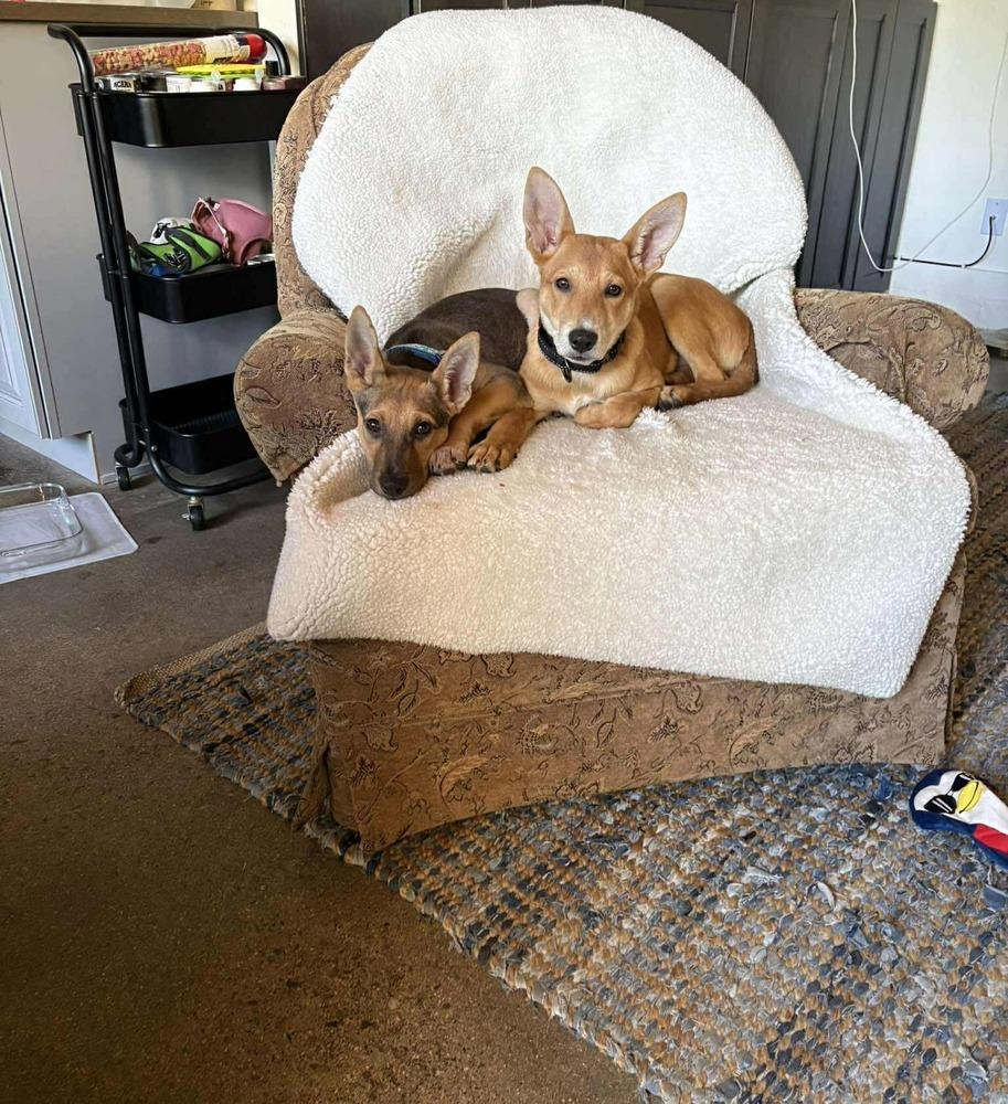 Oliver, Adoptable, Puppy Male German Shepherd Dog.