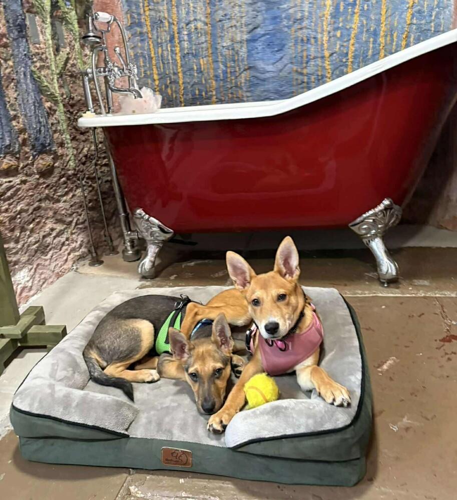 Enlarge Oliver, a Adoptable mixed breed in Aurora, CO image 2/4