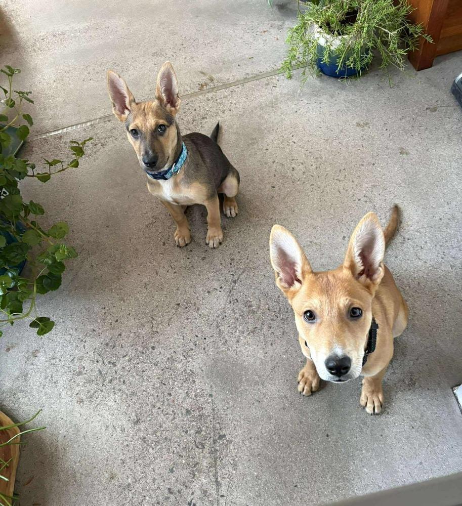 Enlarge Oliver, a Adoptable mixed breed in Aurora, CO image 3/4