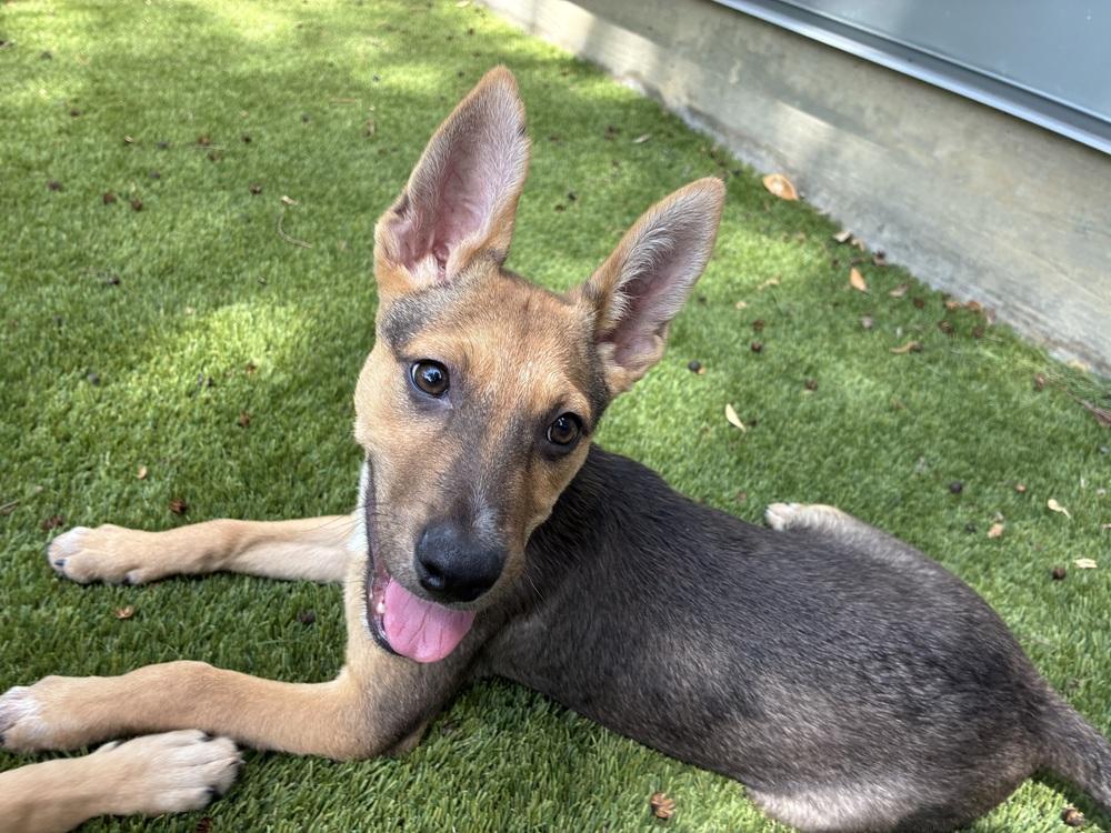 Enlarge Oliver, a Adoptable mixed breed in Aurora, CO image 4/4