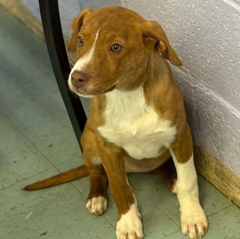 Mountain Dew, ADOPTABLE, Puppy Female Terrier.