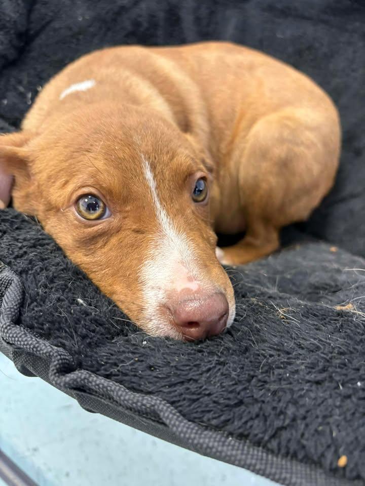 Enlarge Mountain Dew, a ADOPTABLE mixed breed in Bardstown, KY image 4/5