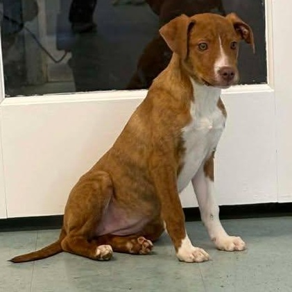 Mountain Dew, ADOPTABLE, Puppy Female Terrier.