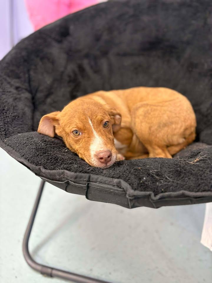 Enlarge Mountain Dew, a ADOPTABLE mixed breed in Bardstown, KY image 2/5