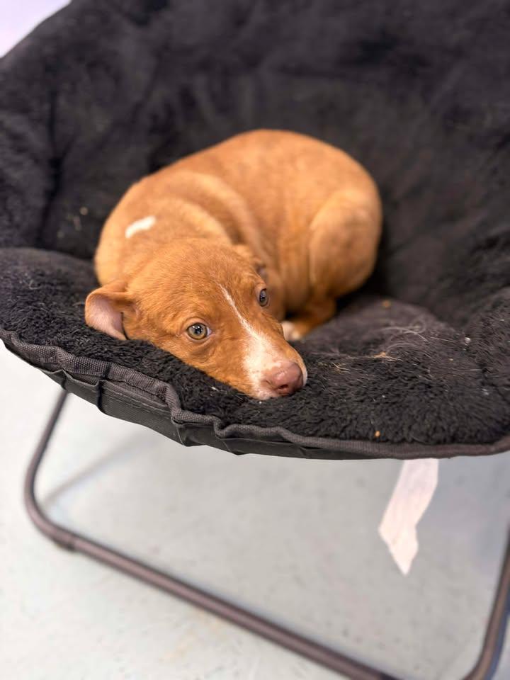 Enlarge Mountain Dew, a ADOPTABLE mixed breed in Bardstown, KY image 5/5