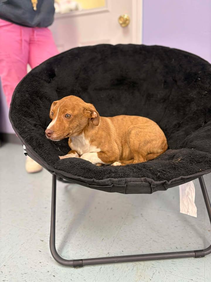 Mountain Dew, ADOPTABLE, Puppy Female Terrier.