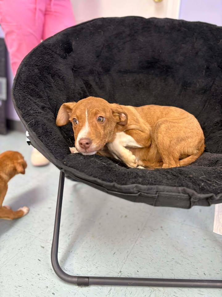 Enlarge Mountain Dew, a ADOPTABLE mixed breed in Bardstown, KY image 3/5