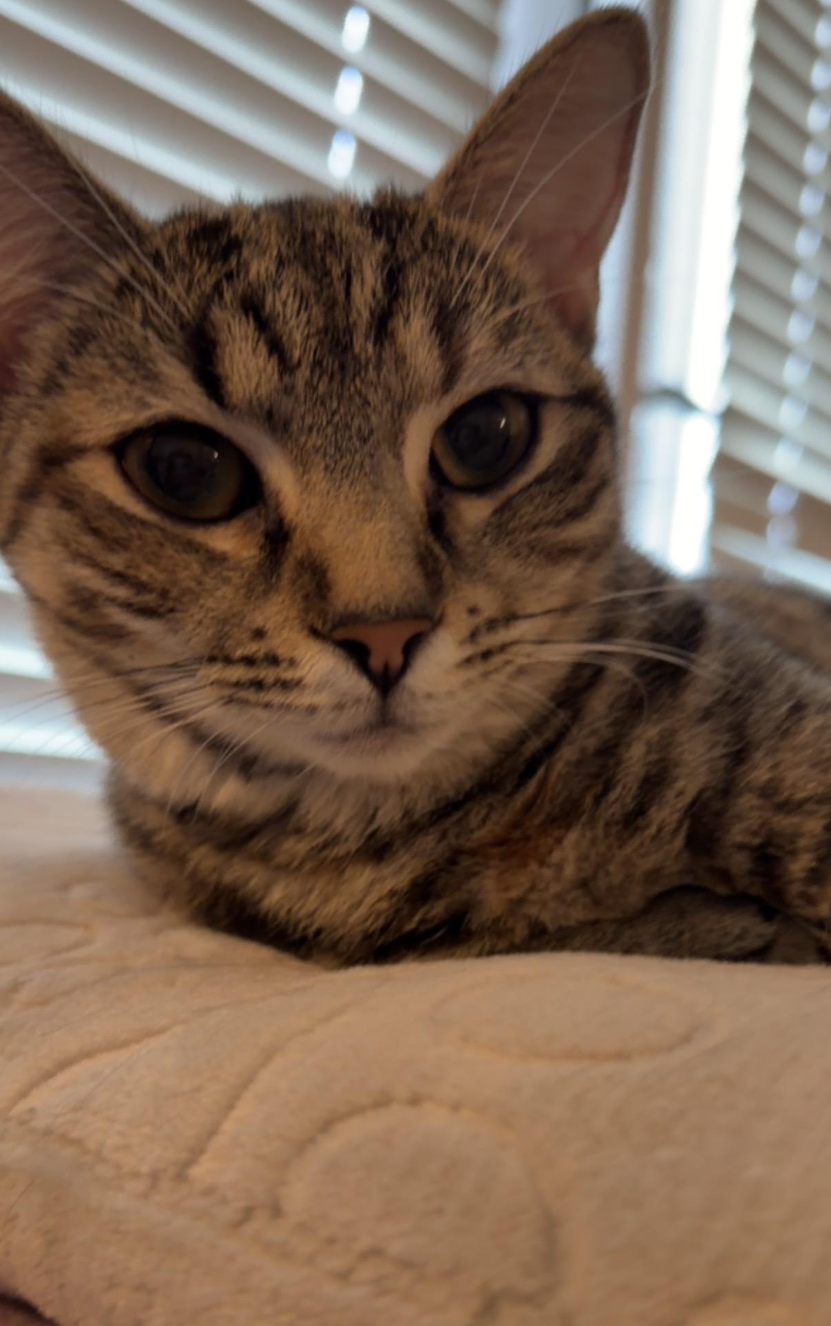 Enlarge cleopatra, an adopted American Shorthair in Leland, NC image 4/6