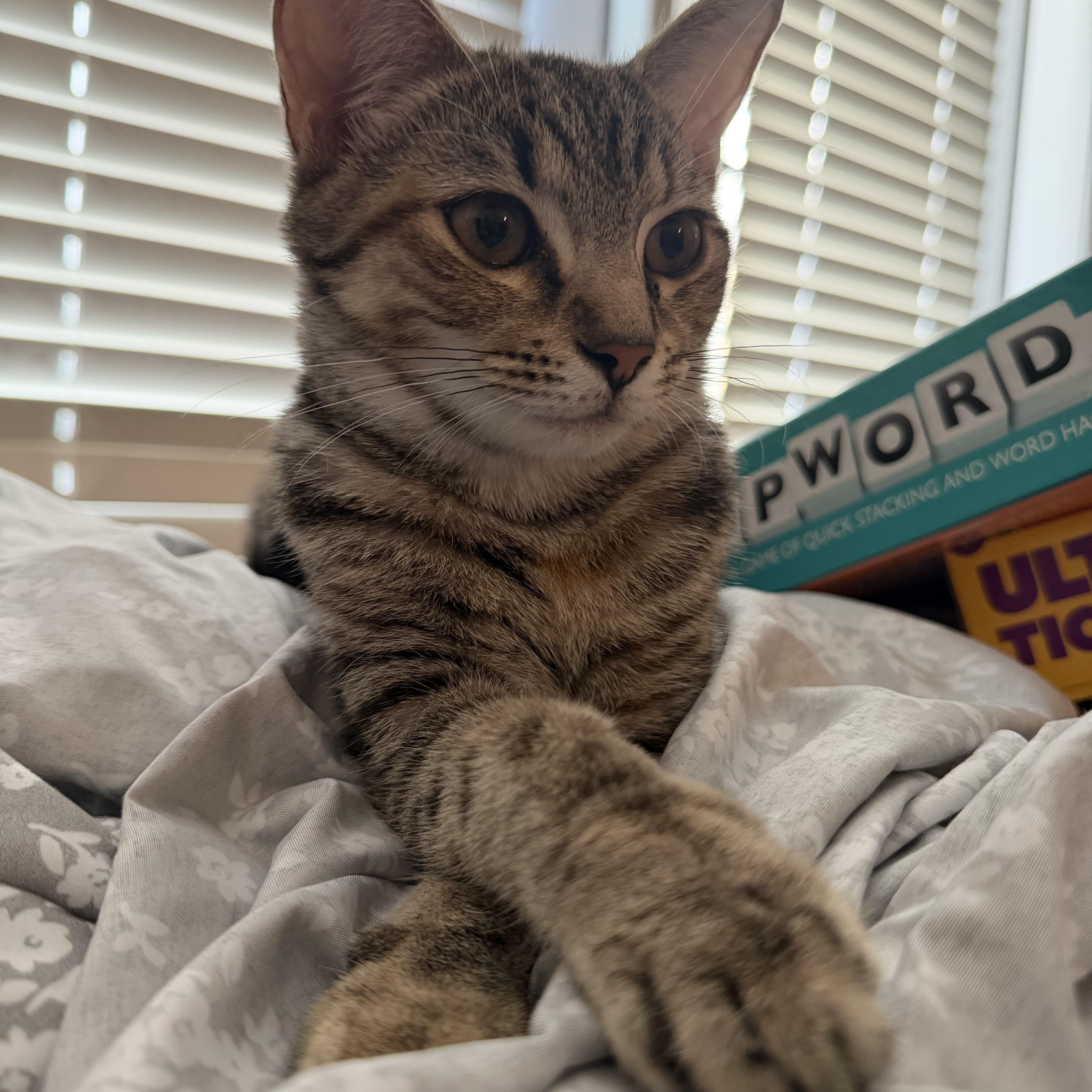cleopatra, adopted, Young Female American Shorthair.