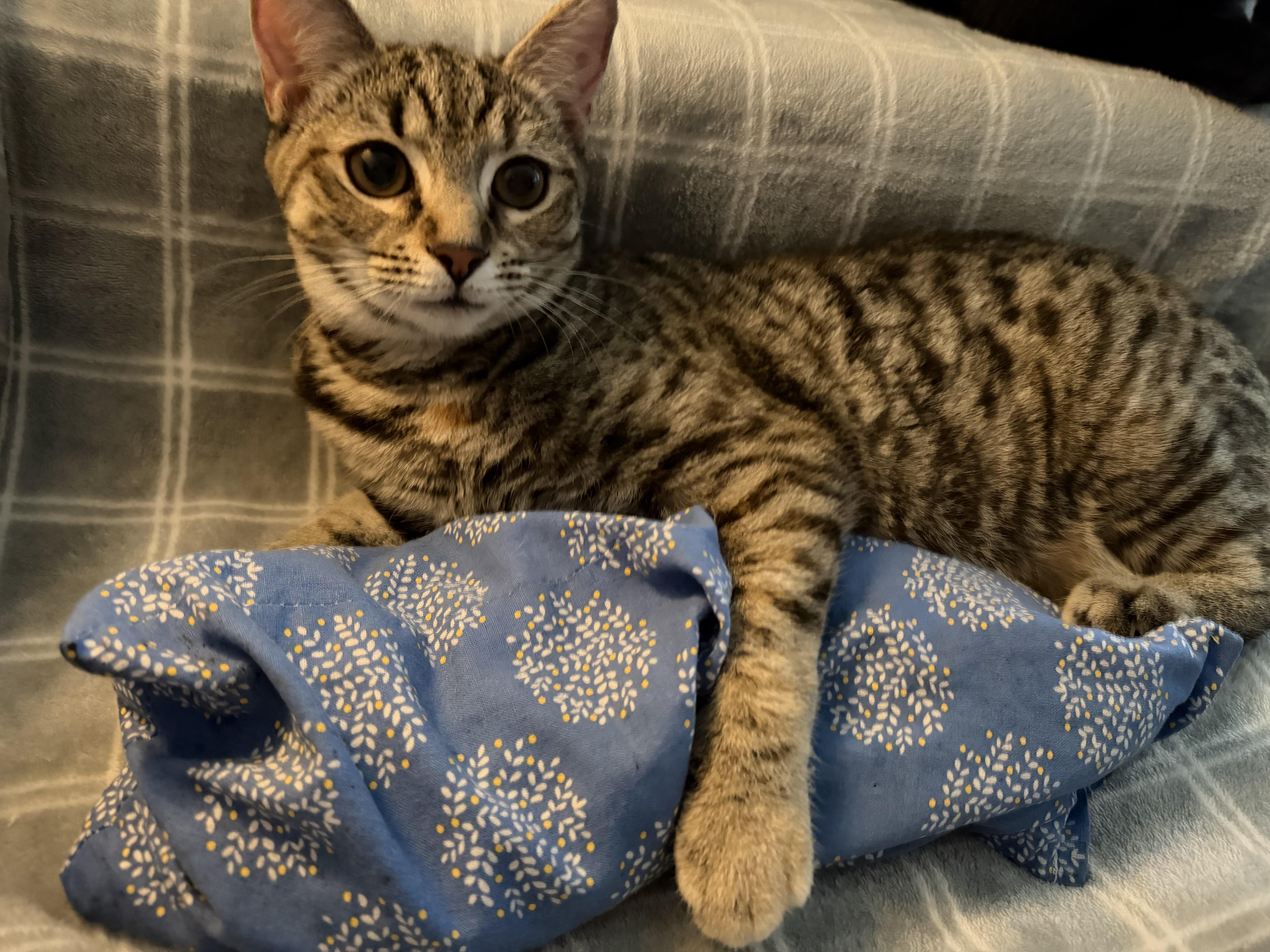 Enlarge cleopatra, an adopted American Shorthair in Leland, NC image 2/6