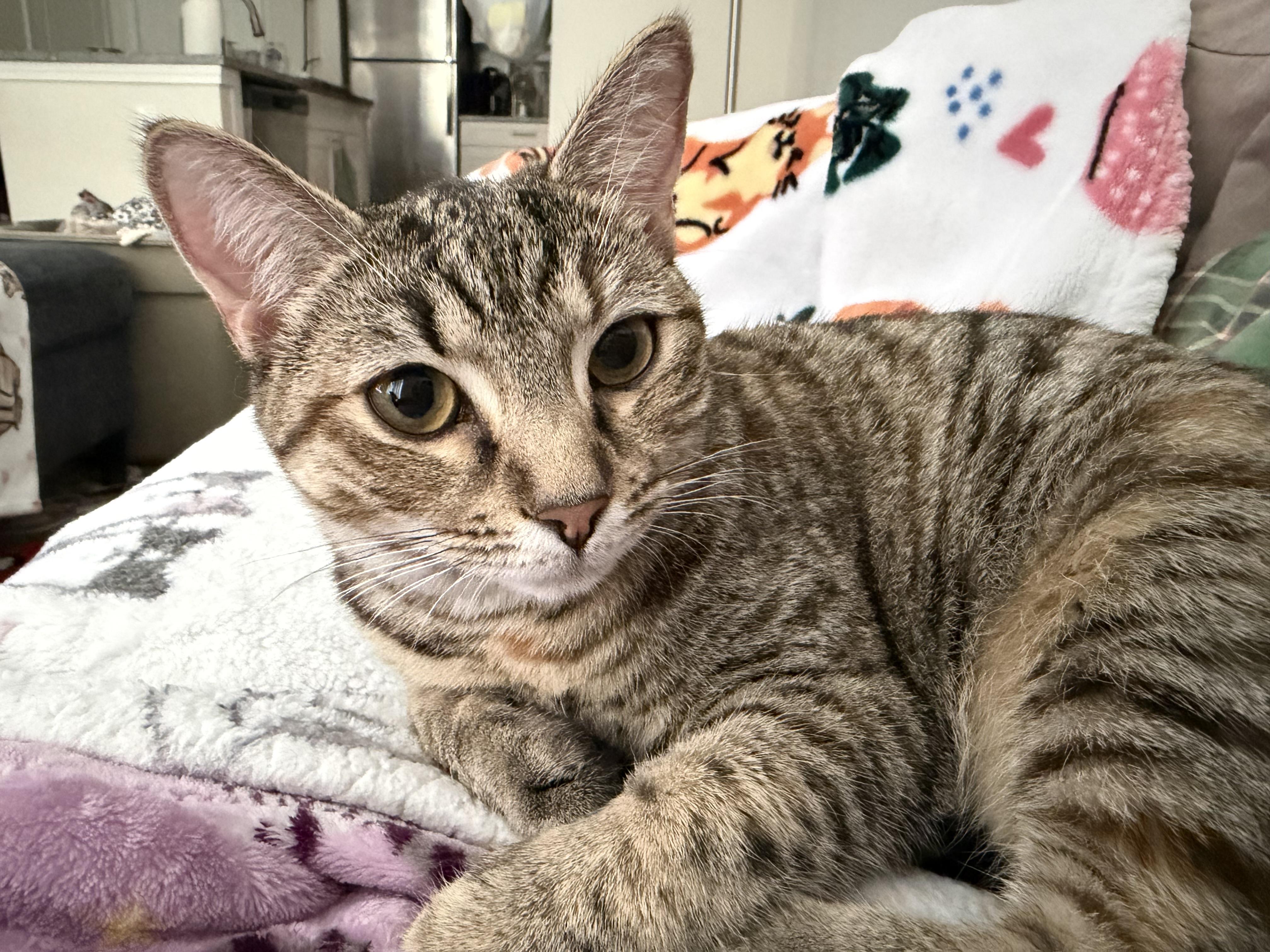 Enlarge cleopatra, an adopted American Shorthair in Leland, NC image 5/6