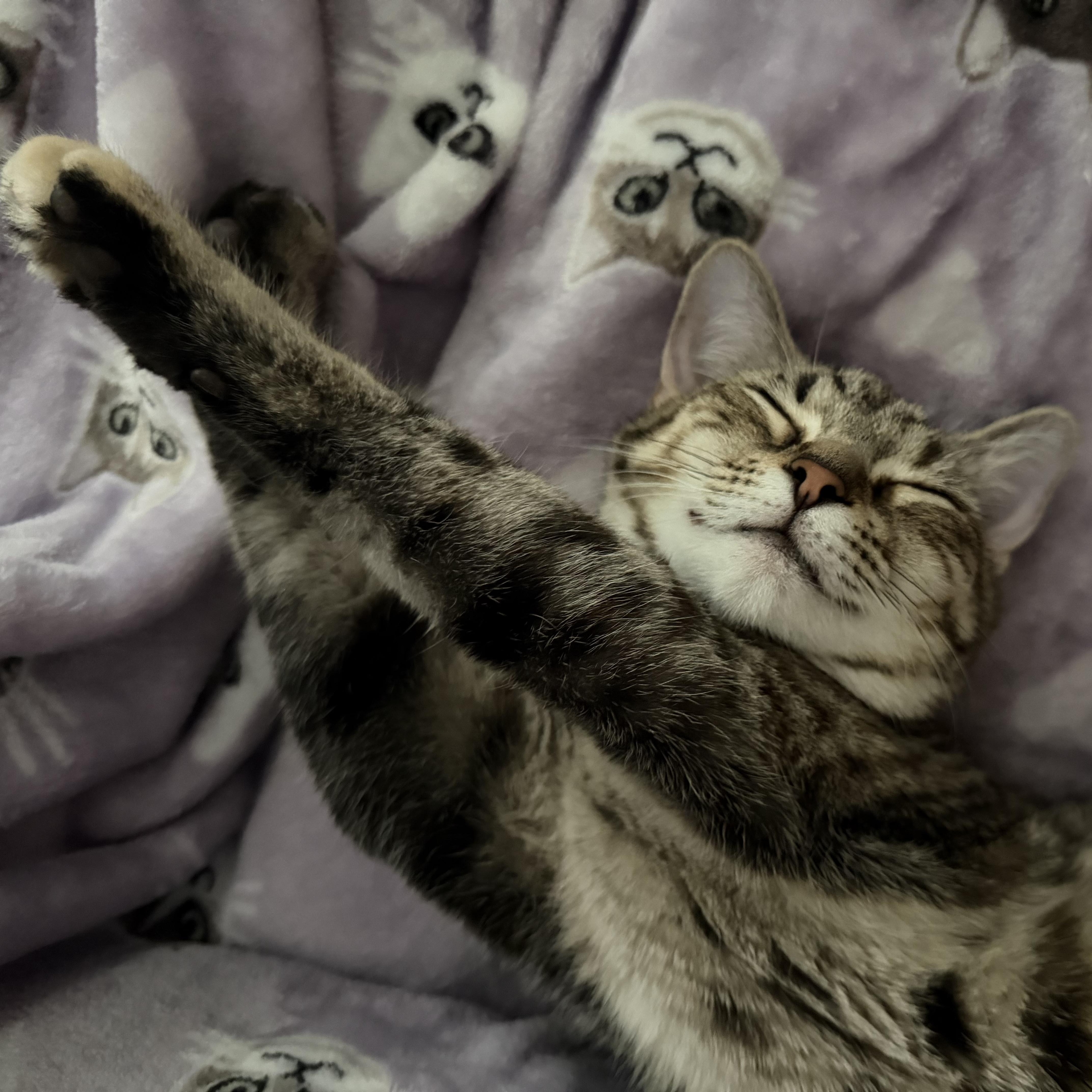 Enlarge cleopatra, an adopted American Shorthair in Leland, NC image 3/6
