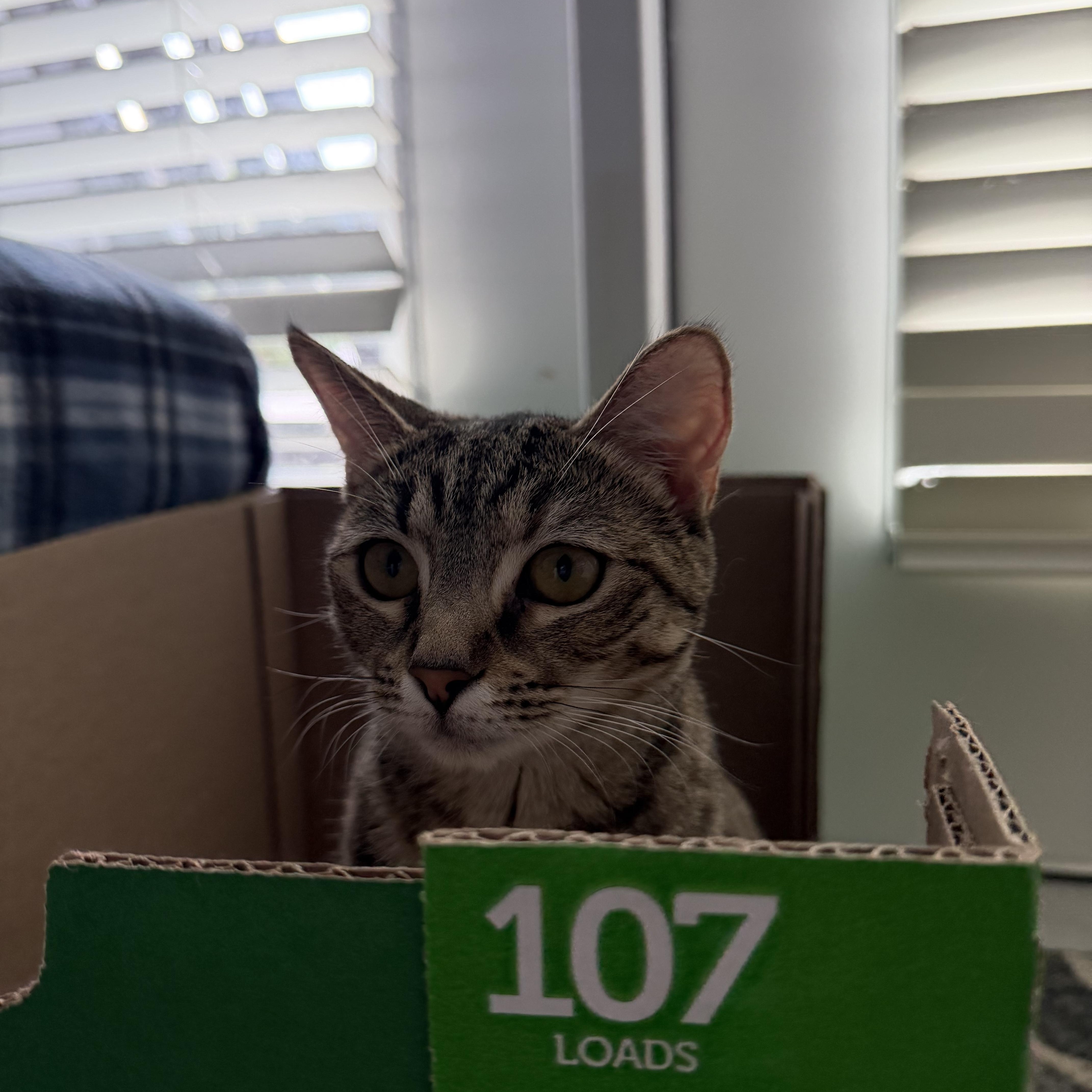 Enlarge cleopatra, an adopted American Shorthair in Leland, NC image 6/6