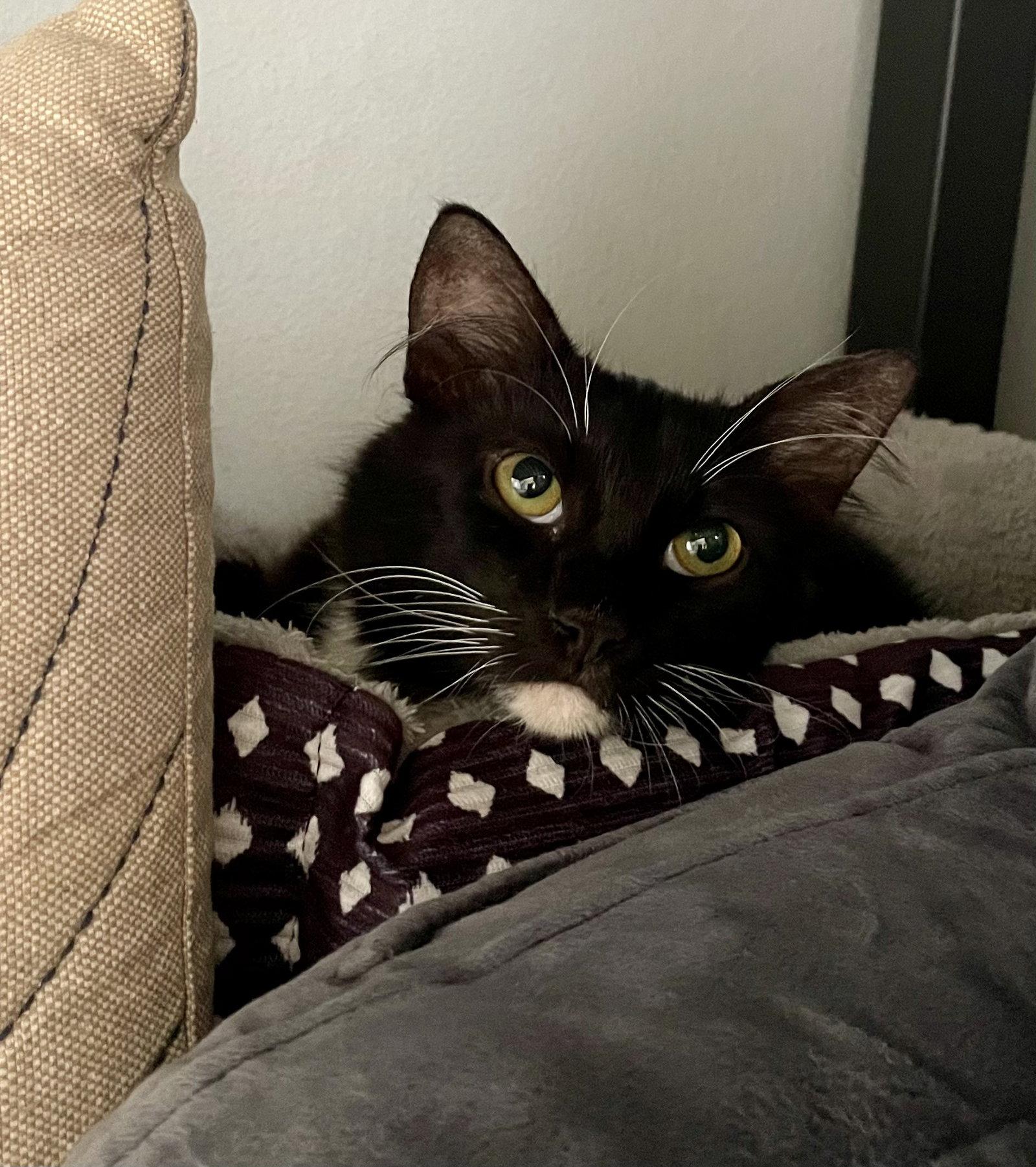 Pizooki, Adoptable, Young Male Domestic Long Hair & Tuxedo.
