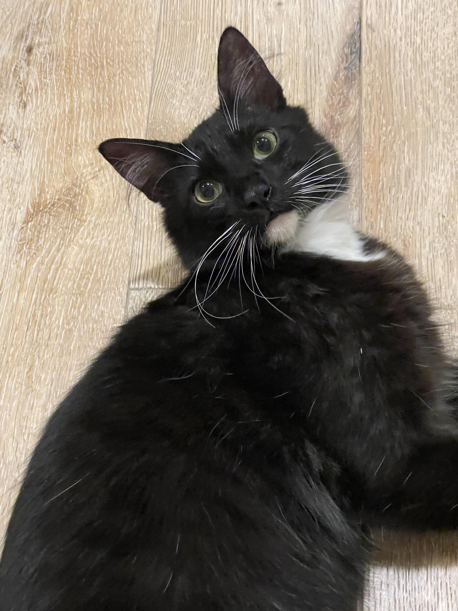 Enlarge Pizooki, a Adoptable mixed breed in Laguna Niguel, CA image 2/3