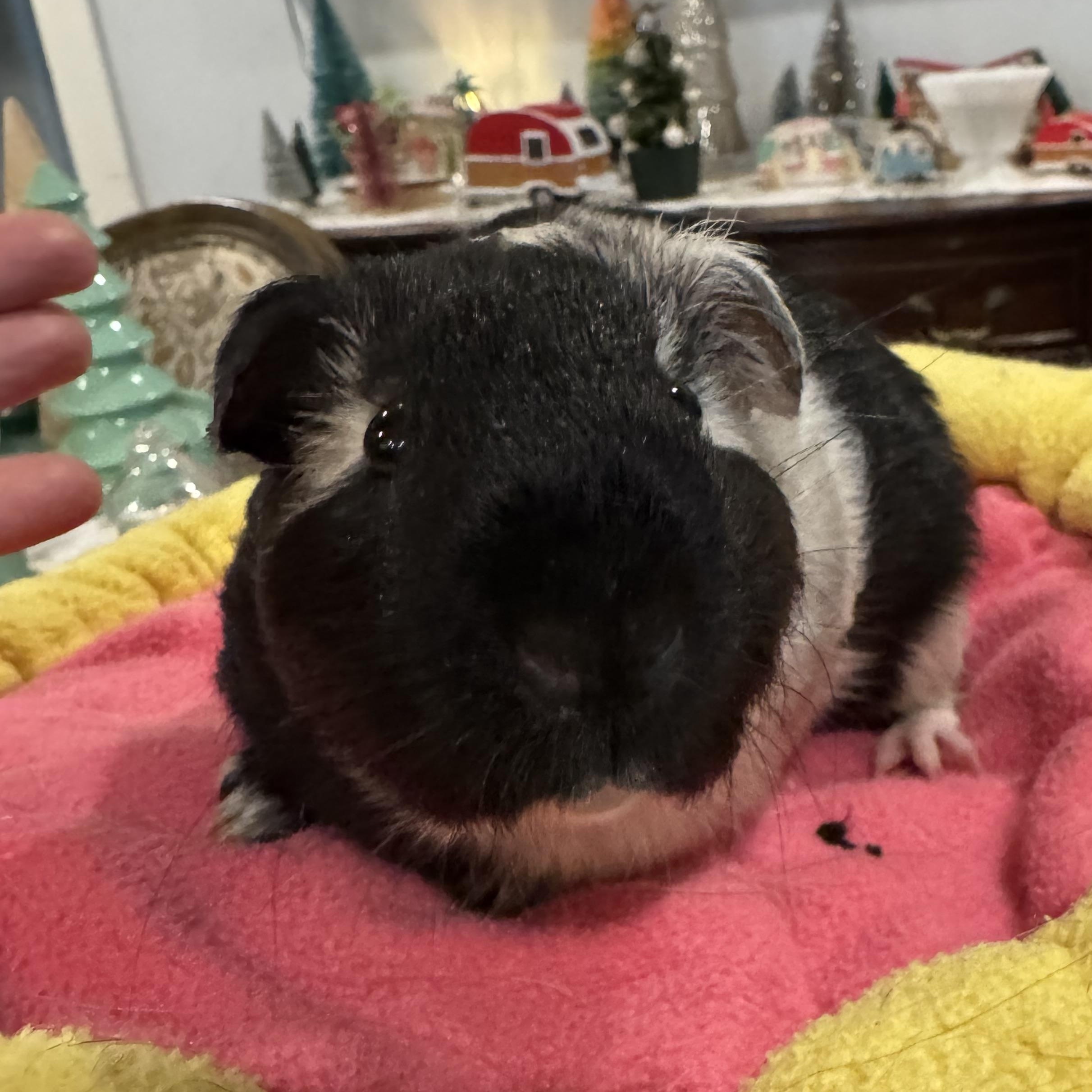 Uno, ADOPTABLE, Young Male Guinea Pig.