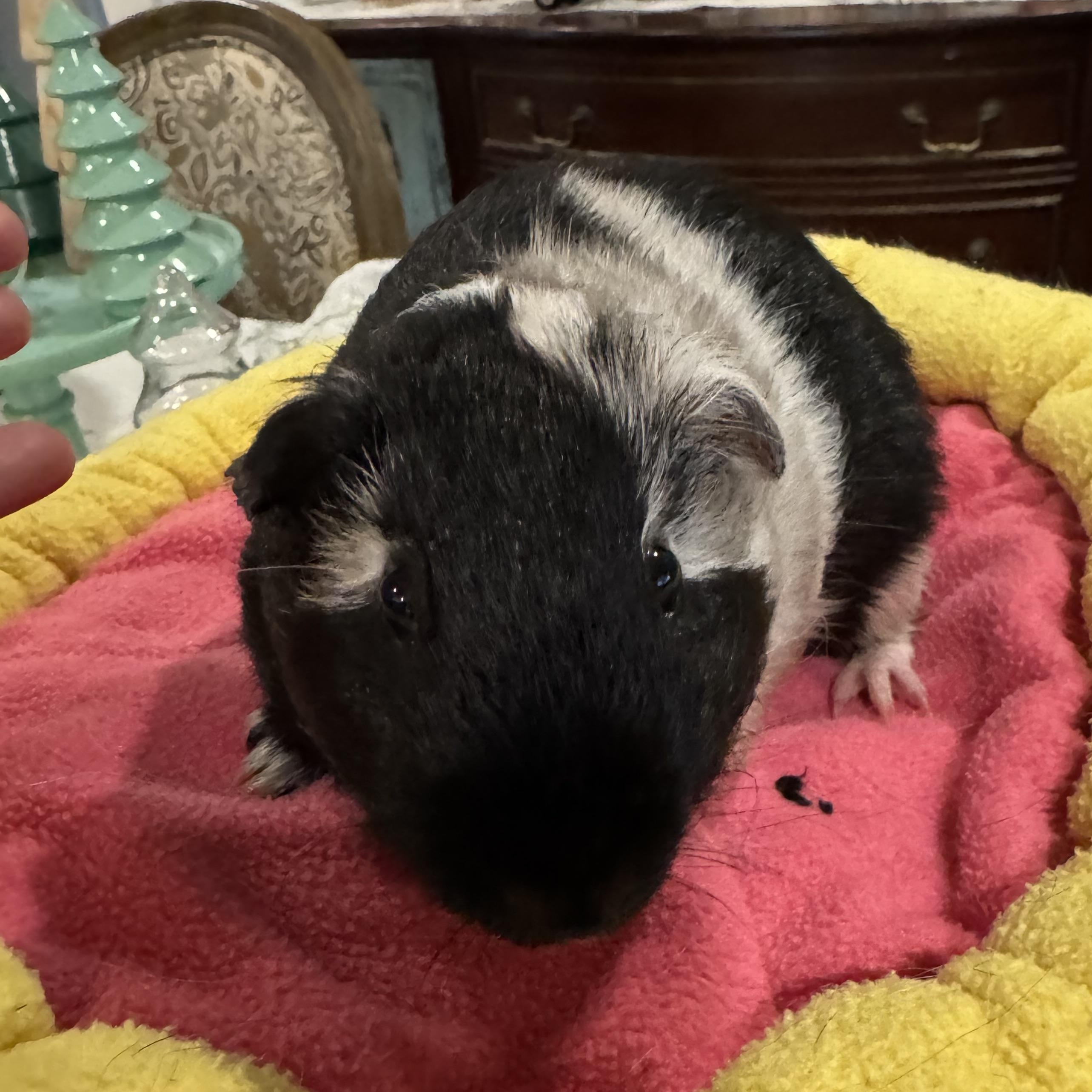Enlarge Uno, a ADOPTABLE Guinea Pig in Walnut Grove, CA image 3/3