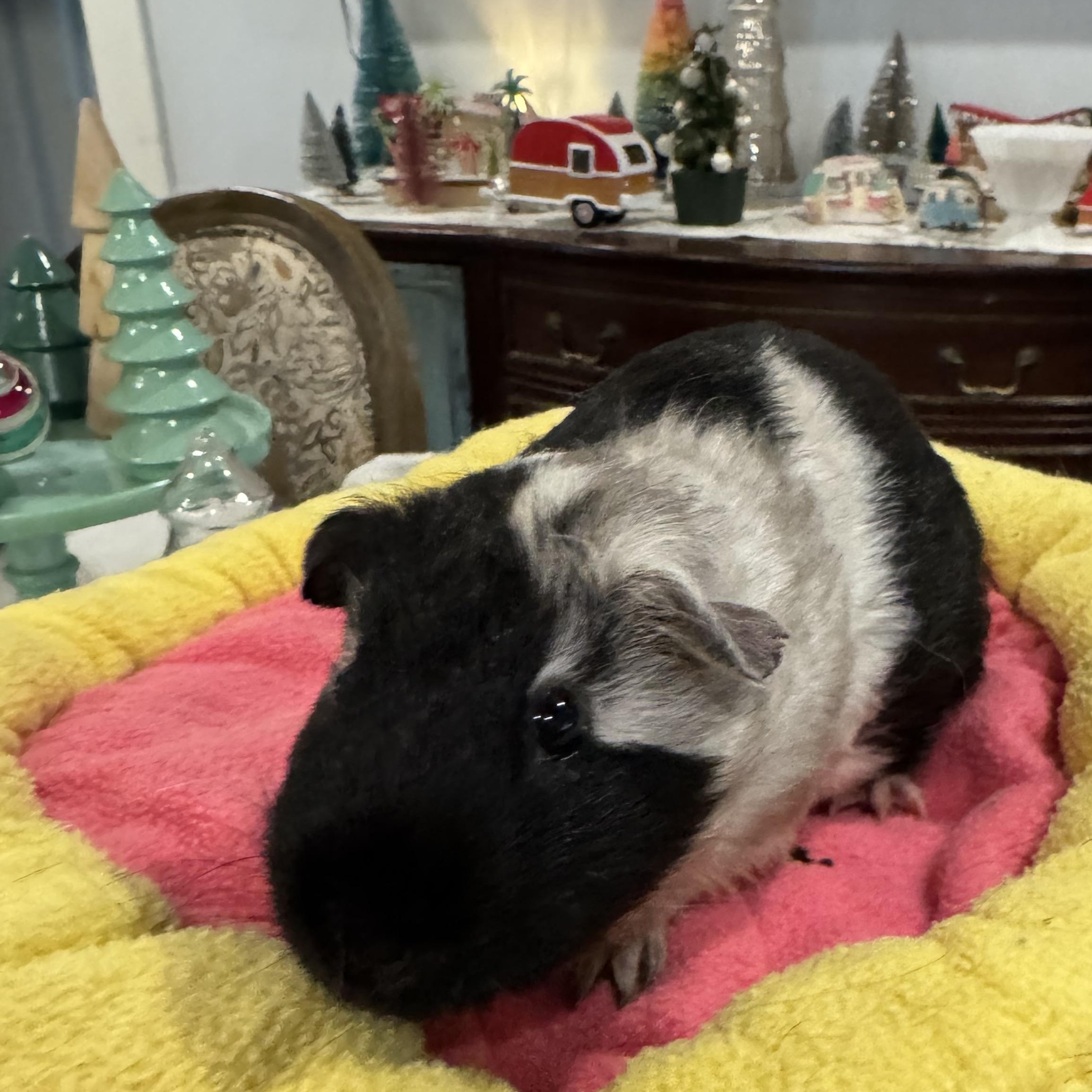 Enlarge Uno, a ADOPTABLE Guinea Pig in Walnut Grove, CA image 2/3