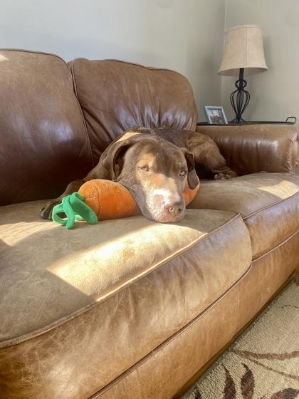 Enlarge Luke, a ADOPTABLE Mixed Breed in Westbrook, ME image 3/3