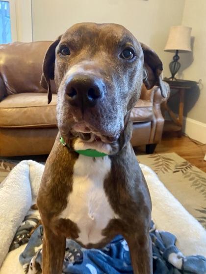 Enlarge Luke, a ADOPTABLE Mixed Breed in Westbrook, ME image 2/3