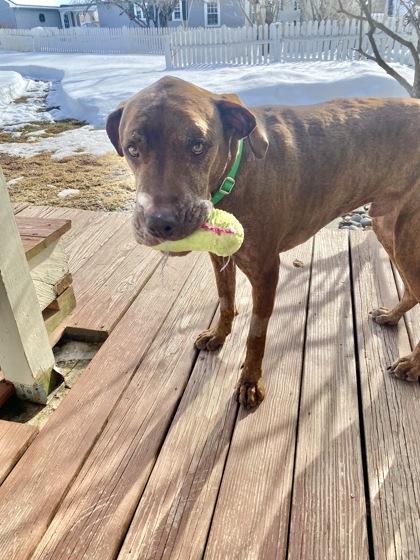 Enlarge Luke, a ADOPTABLE Mixed Breed in Westbrook, ME image 1/3