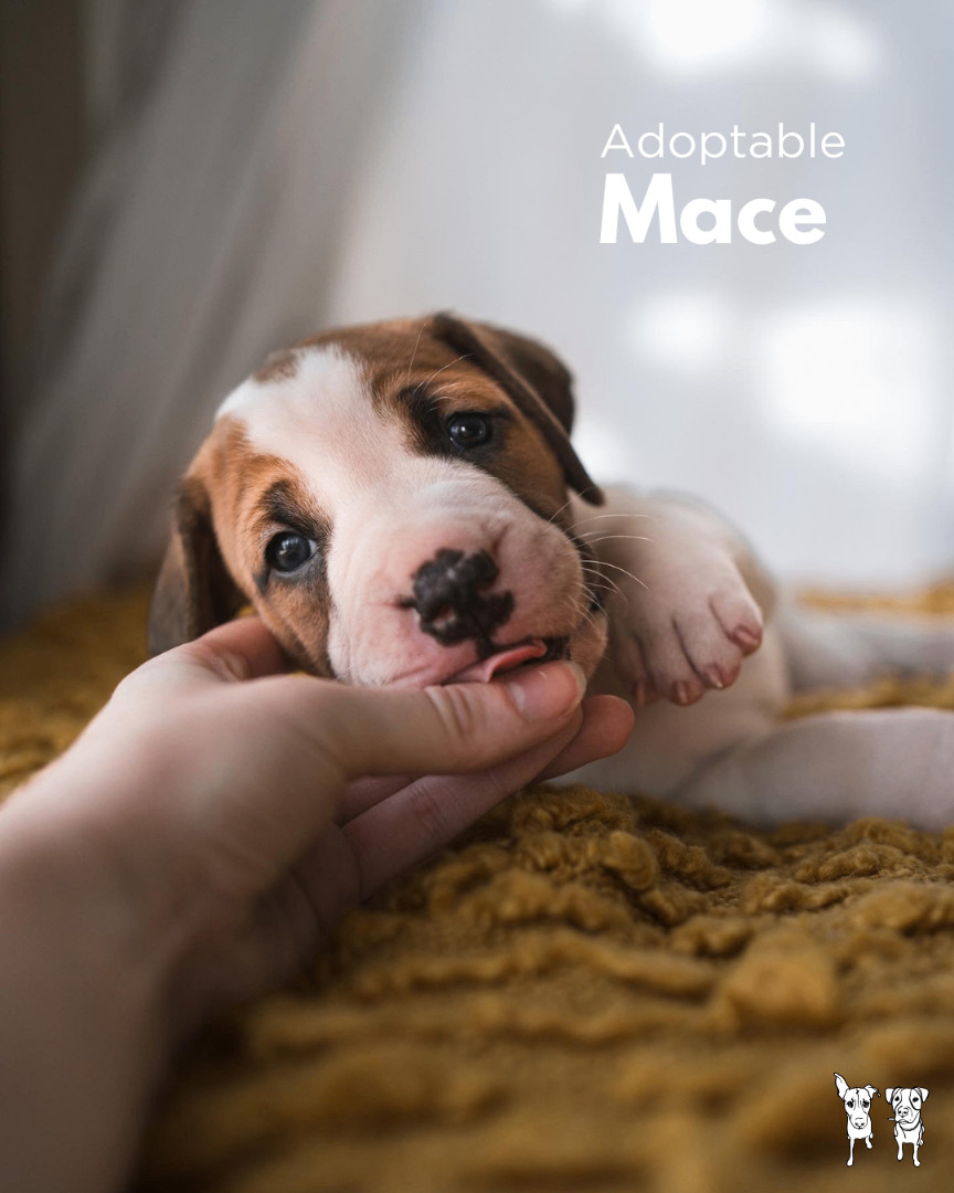 Hound Mix Puppies, a Adopted mixed breed in North York, ON image 1/6