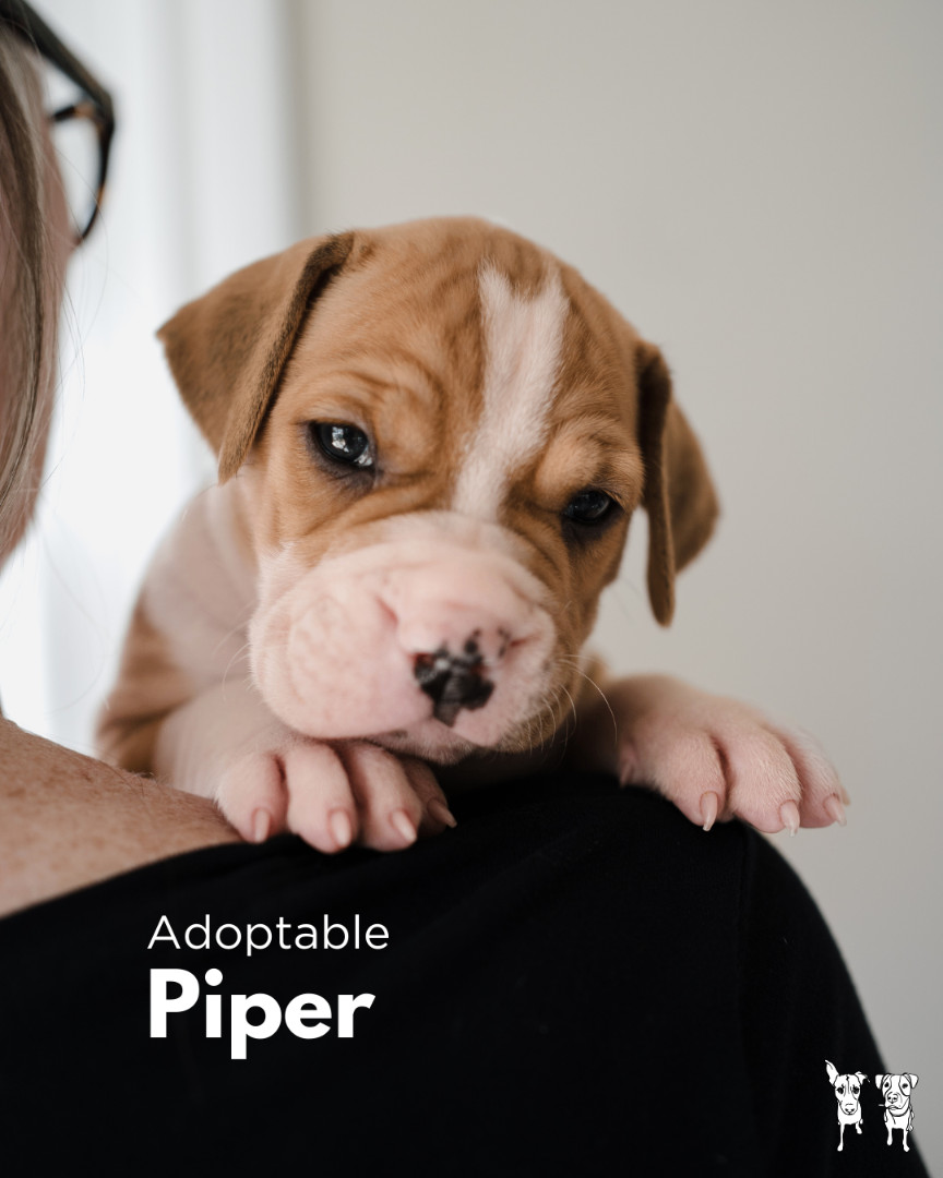 Hound Mix Puppies, a Adopted mixed breed in North York, ON image 3/6