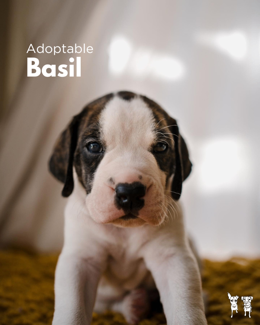 Hound Mix Puppies, a Adopted mixed breed in North York, ON image 4/6