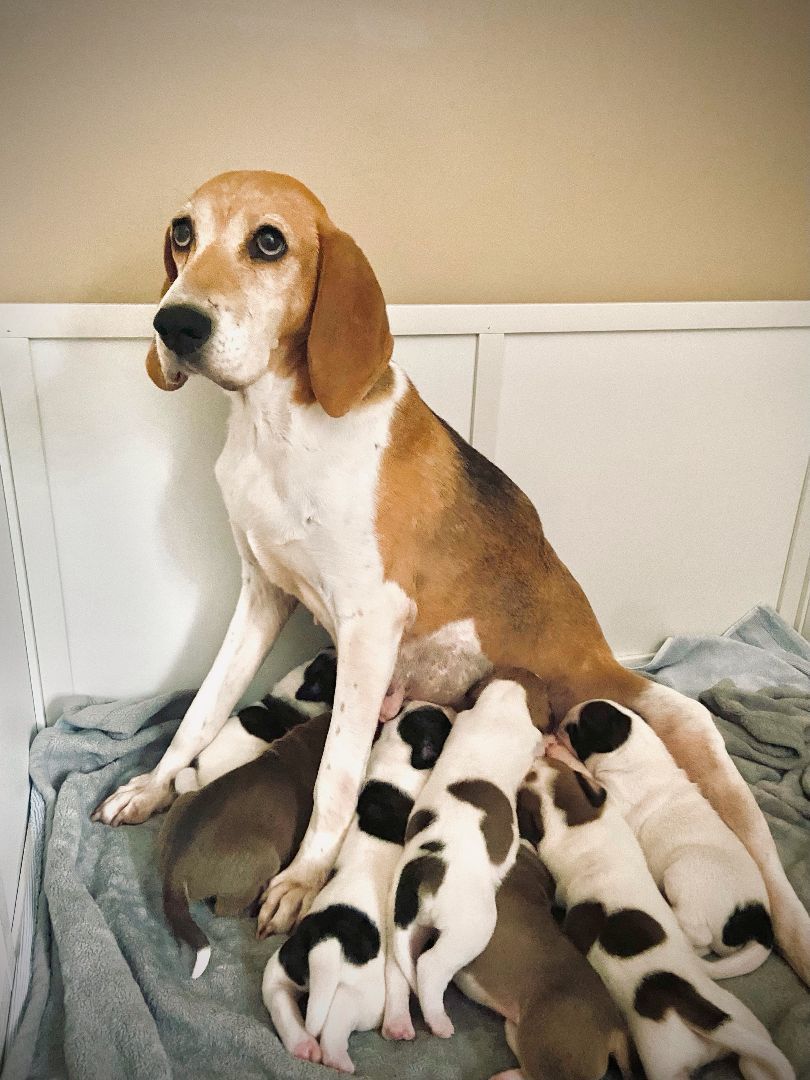 Hound Mix Puppies, a Adopted mixed breed in North York, ON image 5/6