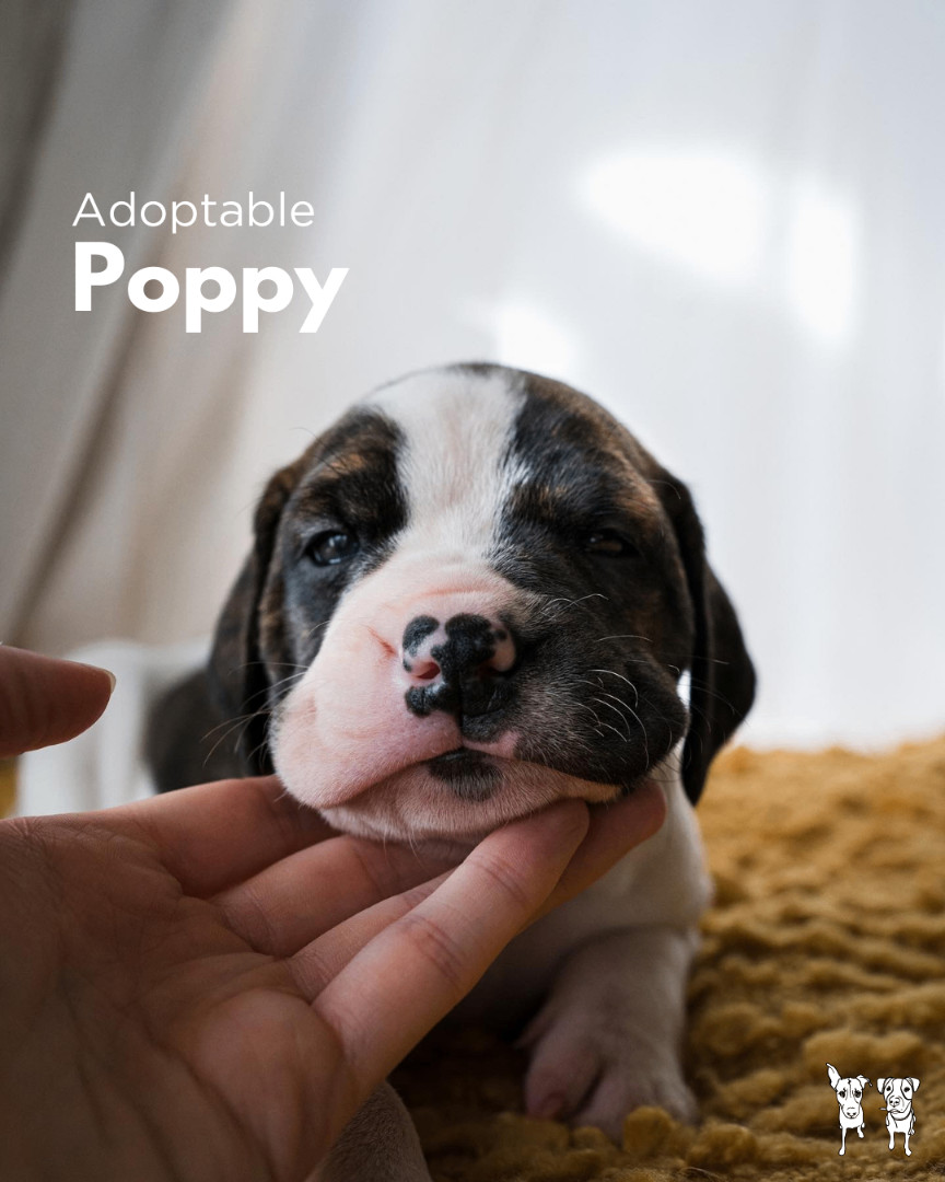 Hound Mix Puppies, a Adopted mixed breed in North York, ON image 6/6