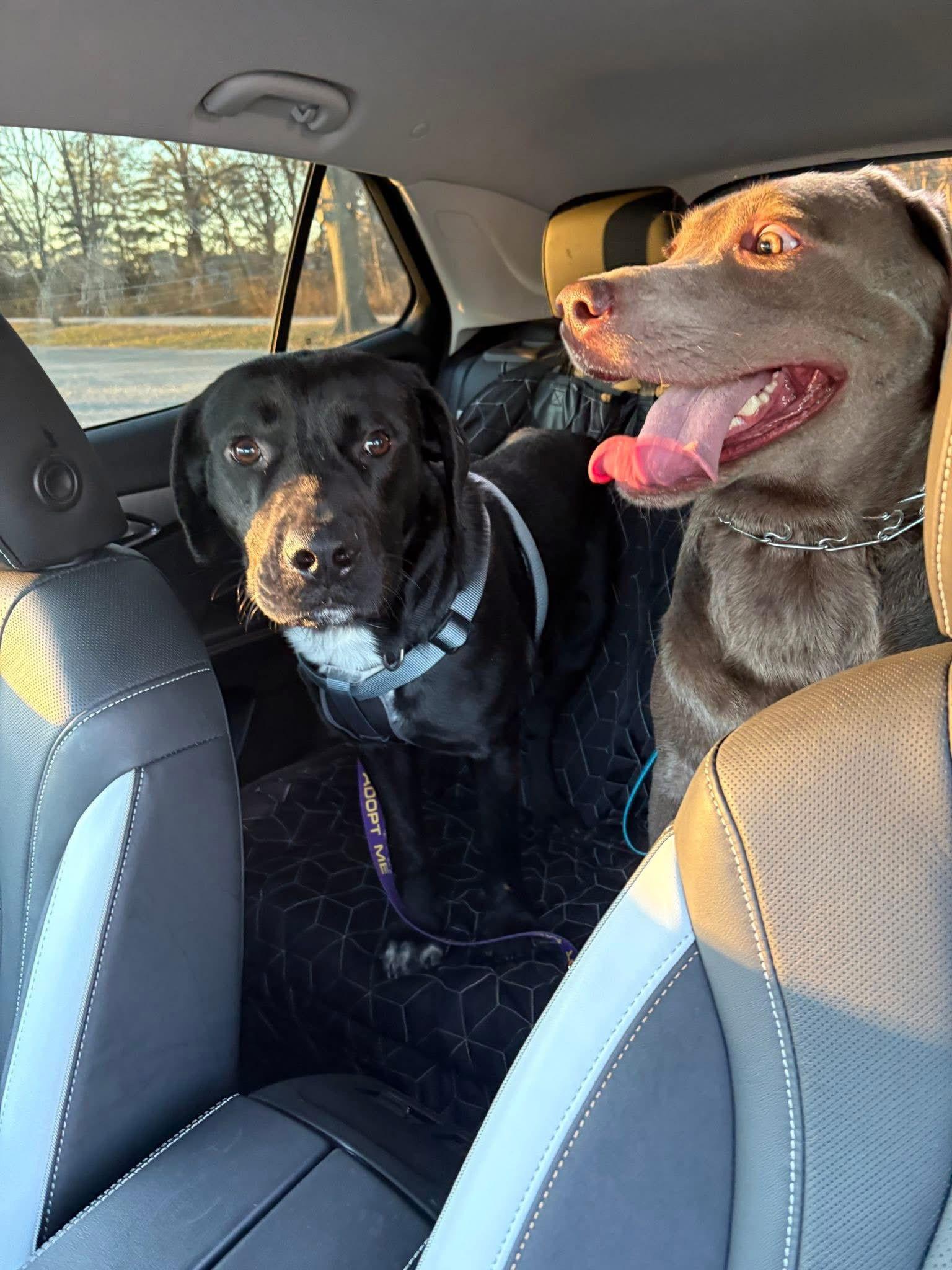 Astro, Adoptable, Young Male Labrador Retriever.