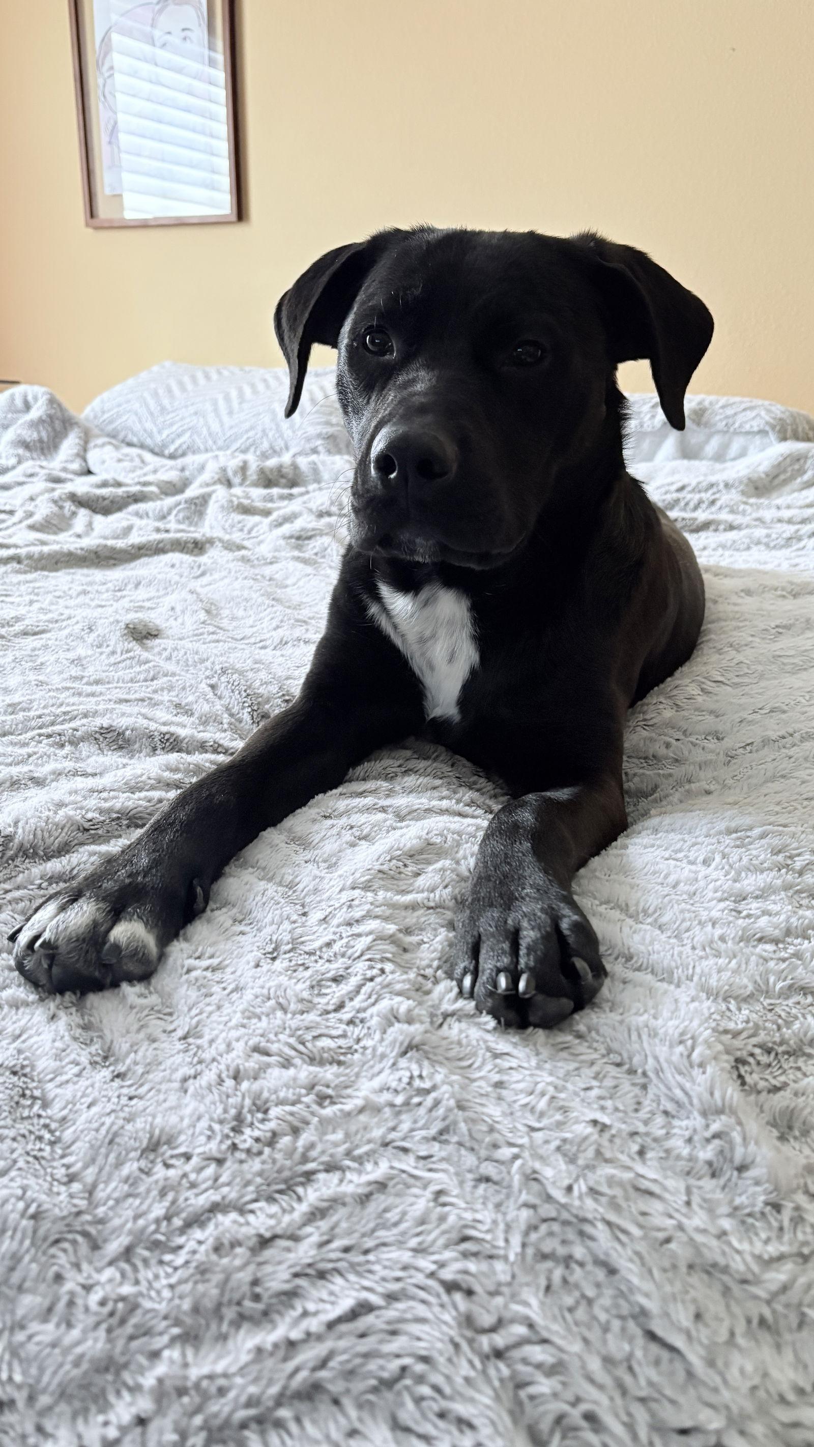 Enlarge Astro, a Adoptable Labrador Retriever in Arnold, MO image 2/3