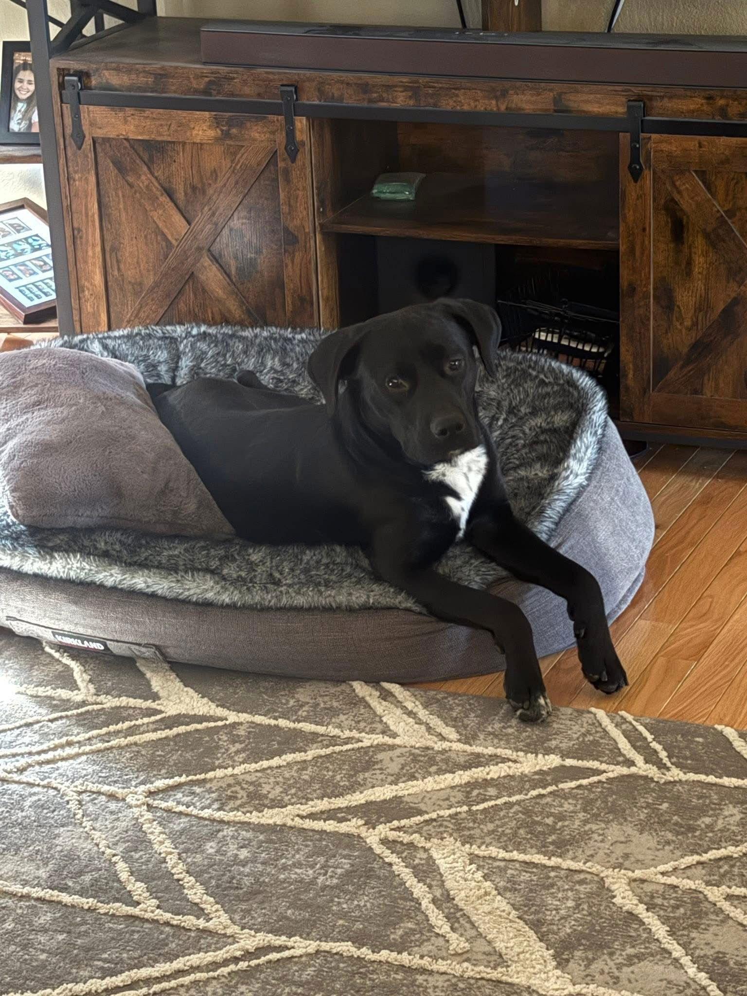 Enlarge Astro, a Adoptable Labrador Retriever in Arnold, MO image 3/3