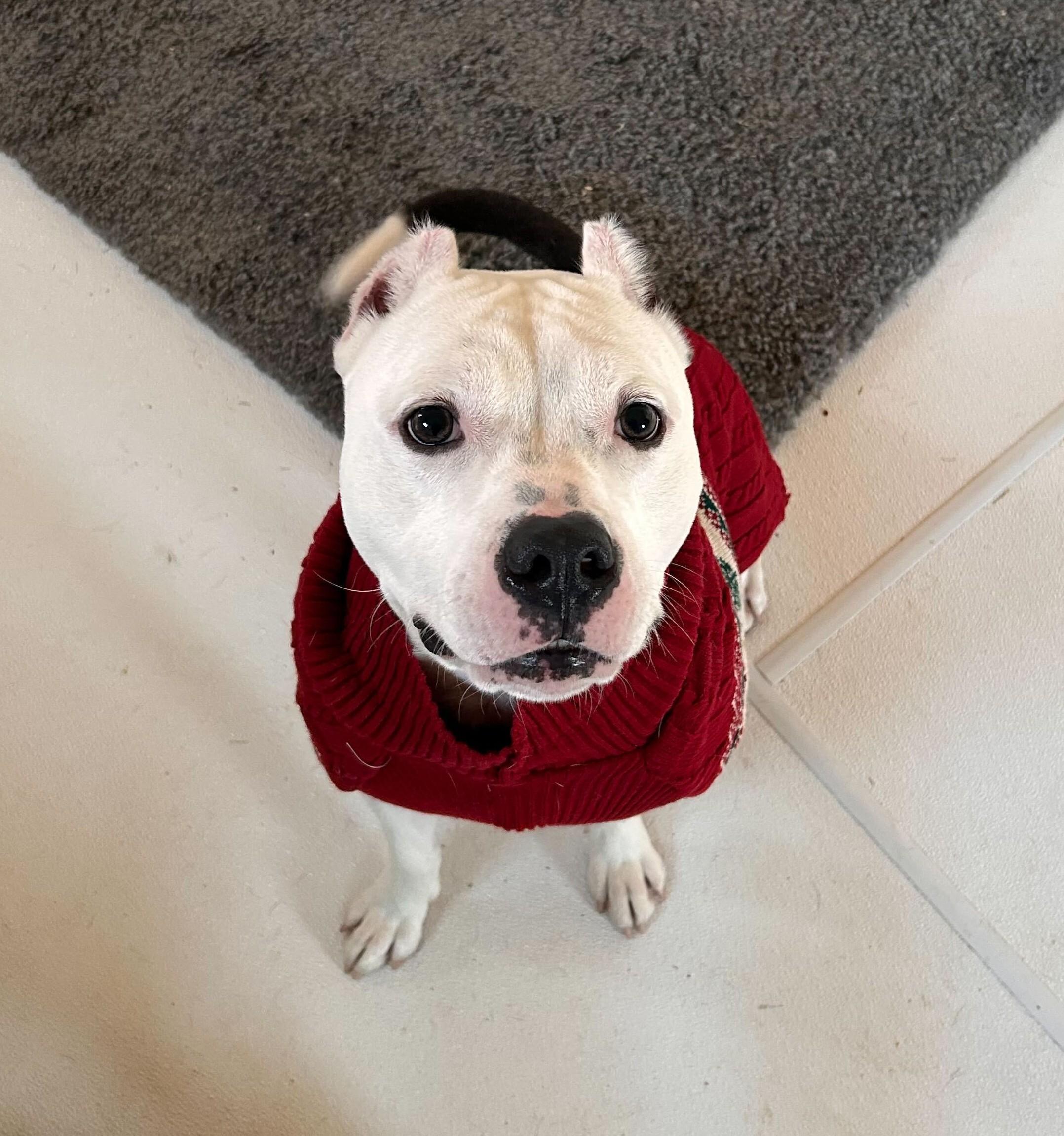 Enlarge G, a Adoptable Mixed Breed in Queenstown, MD image 1/4