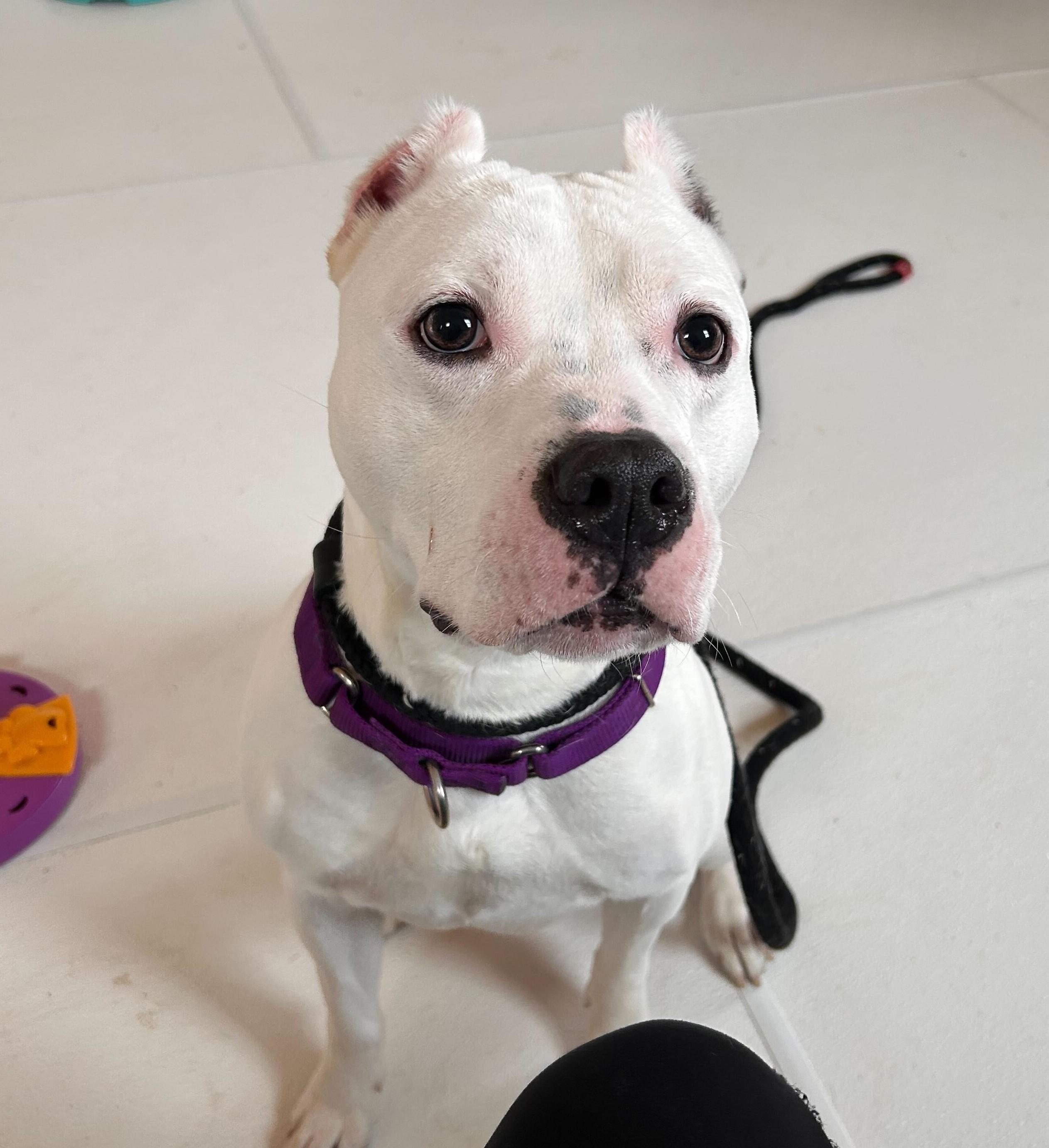 Enlarge G, a Adoptable Mixed Breed in Queenstown, MD image 2/4