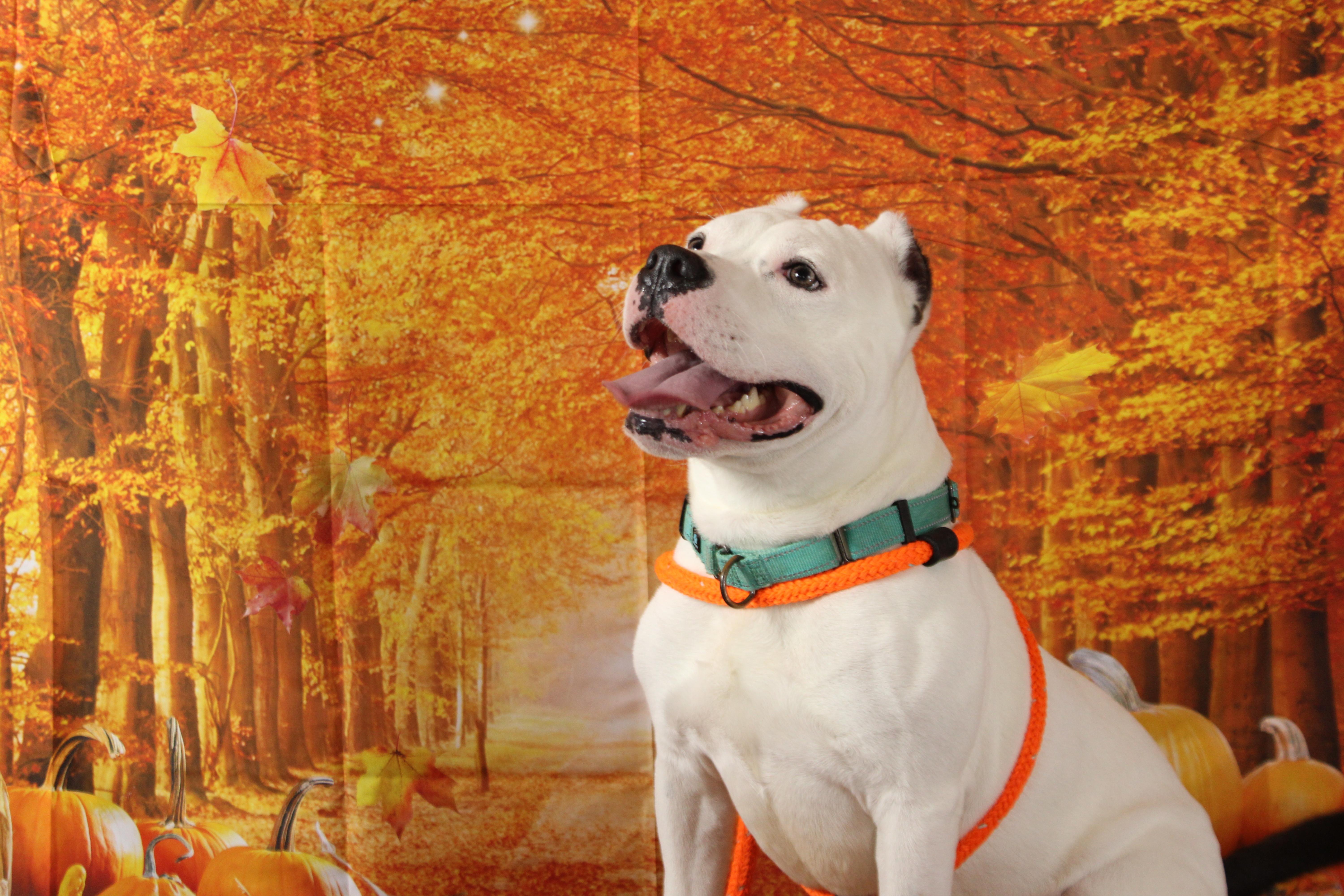 G, Adoptable, Adult Male Mixed Breed.