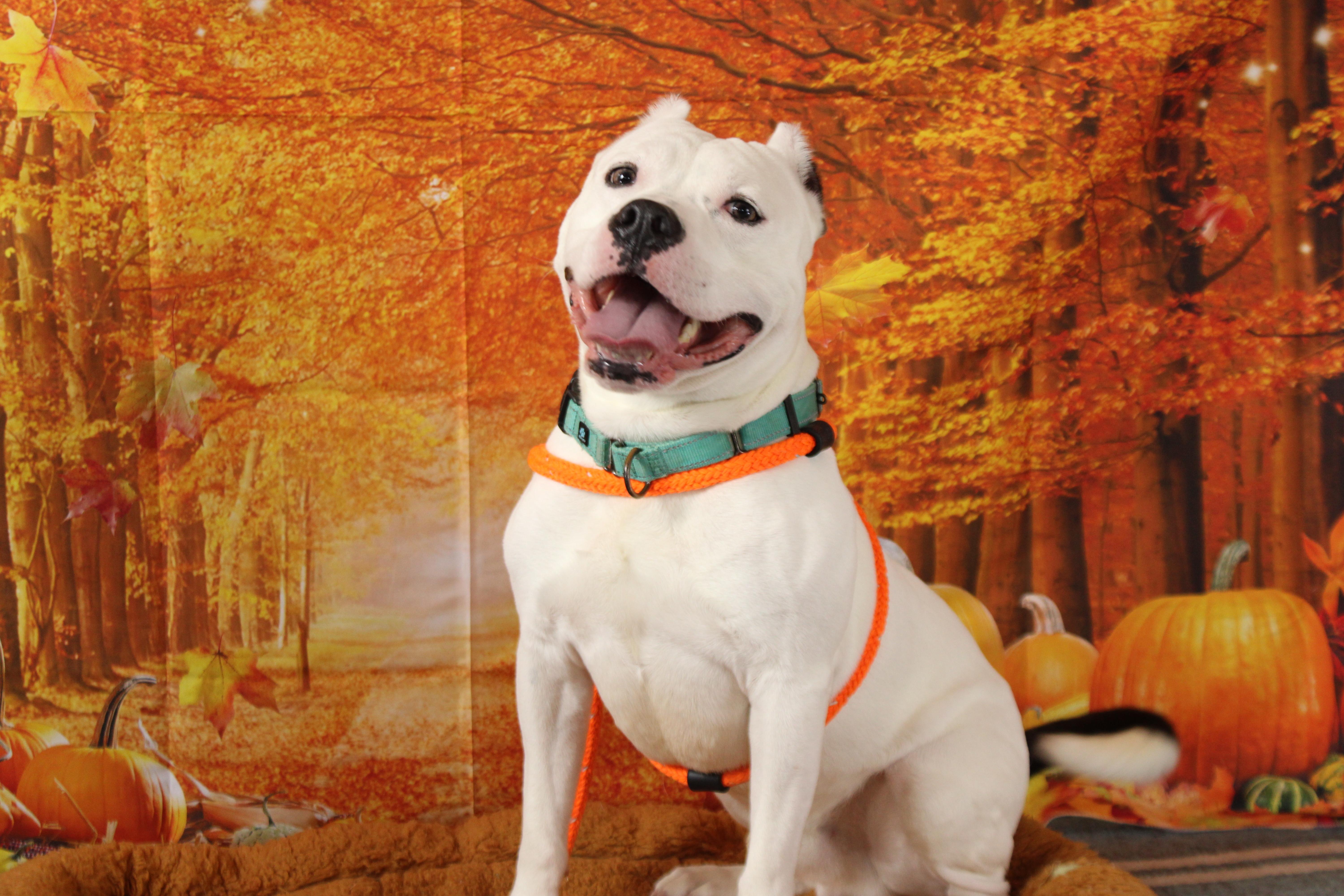 G, a Adoptable Mixed Breed in Queenstown, MD image 2/2