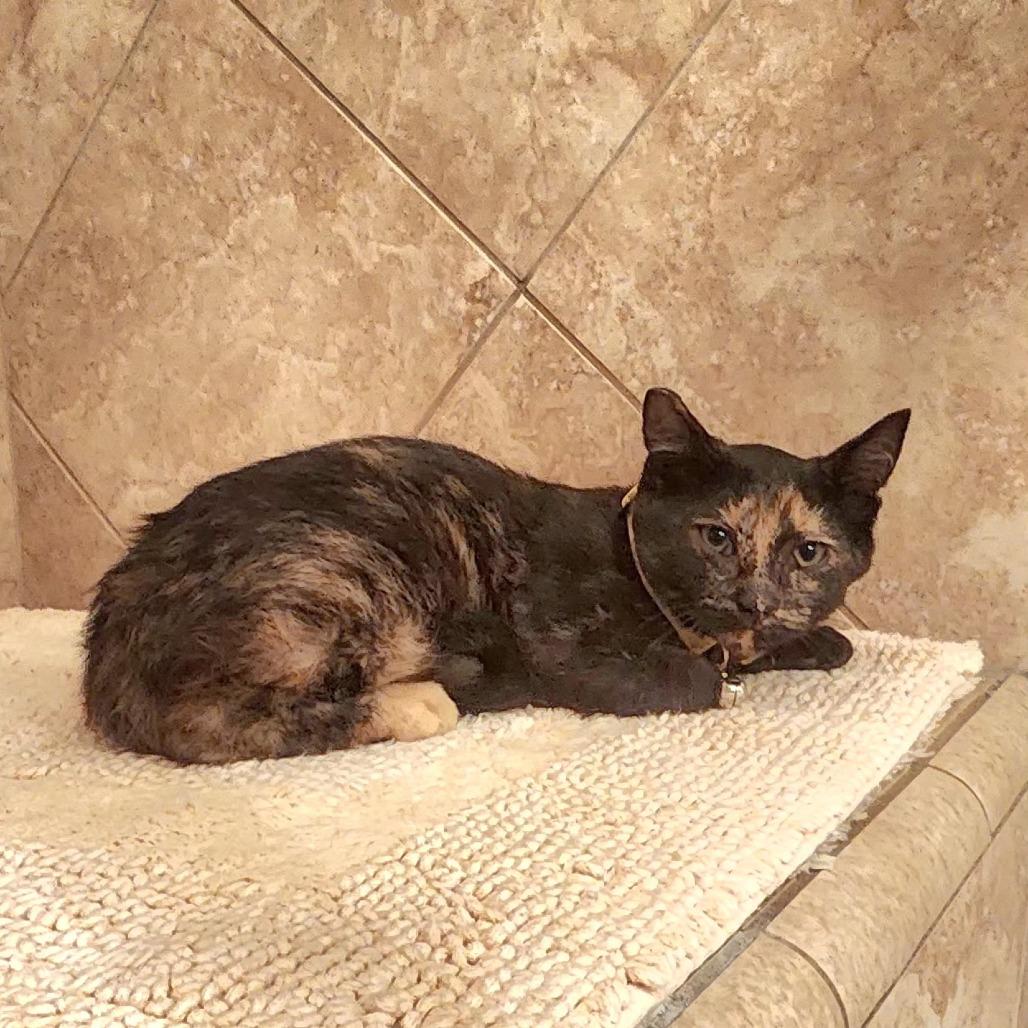 Summer, Adoptable, Kitten Female Domestic Short Hair.