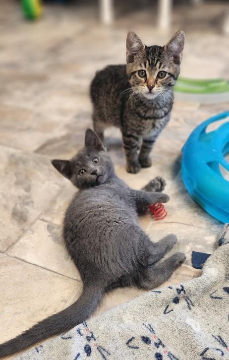 Kitten 27597 (Reagan)