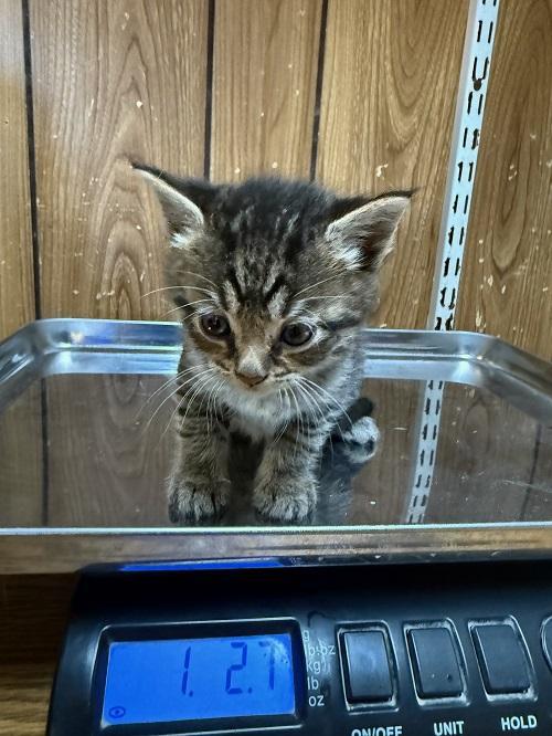 Kitten 27597 (Reagan) — thumbnail 2