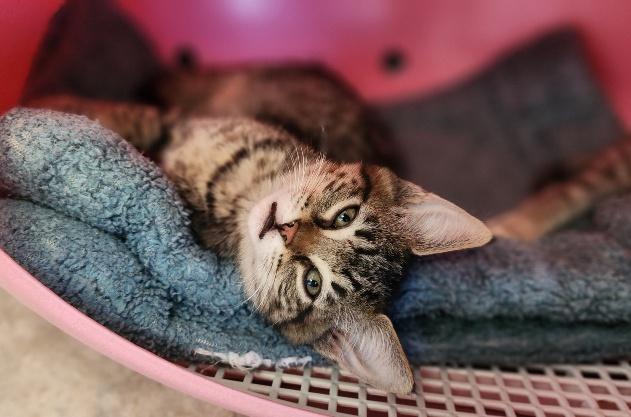 Kitten 27597 (Reagan) — thumbnail 4