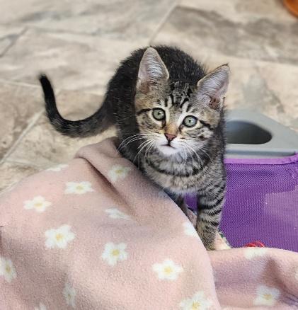 Kitten 27597 (Reagan) — thumbnail 5