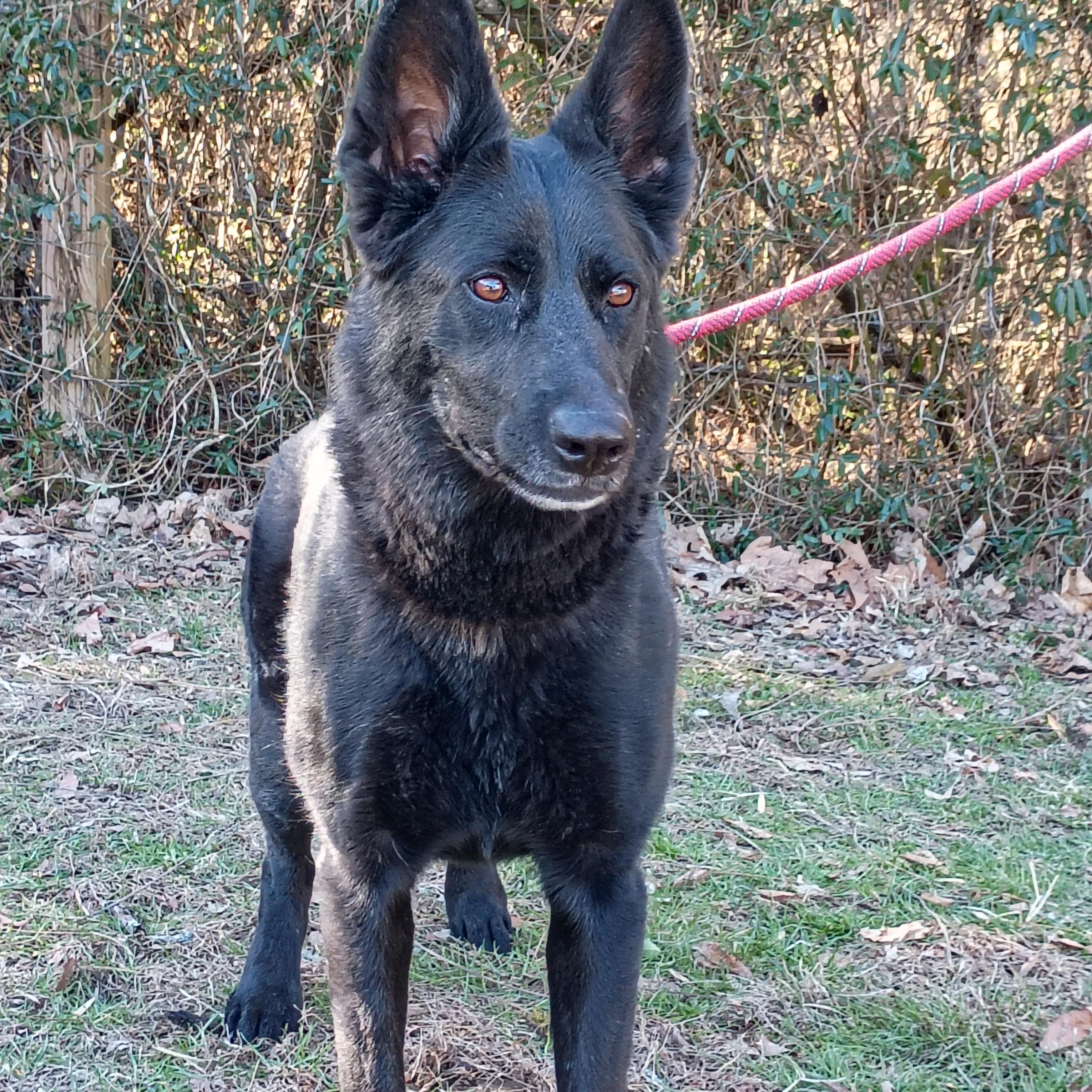 Midnight, ADOPTABLE, Adult Female German Shepherd Dog.