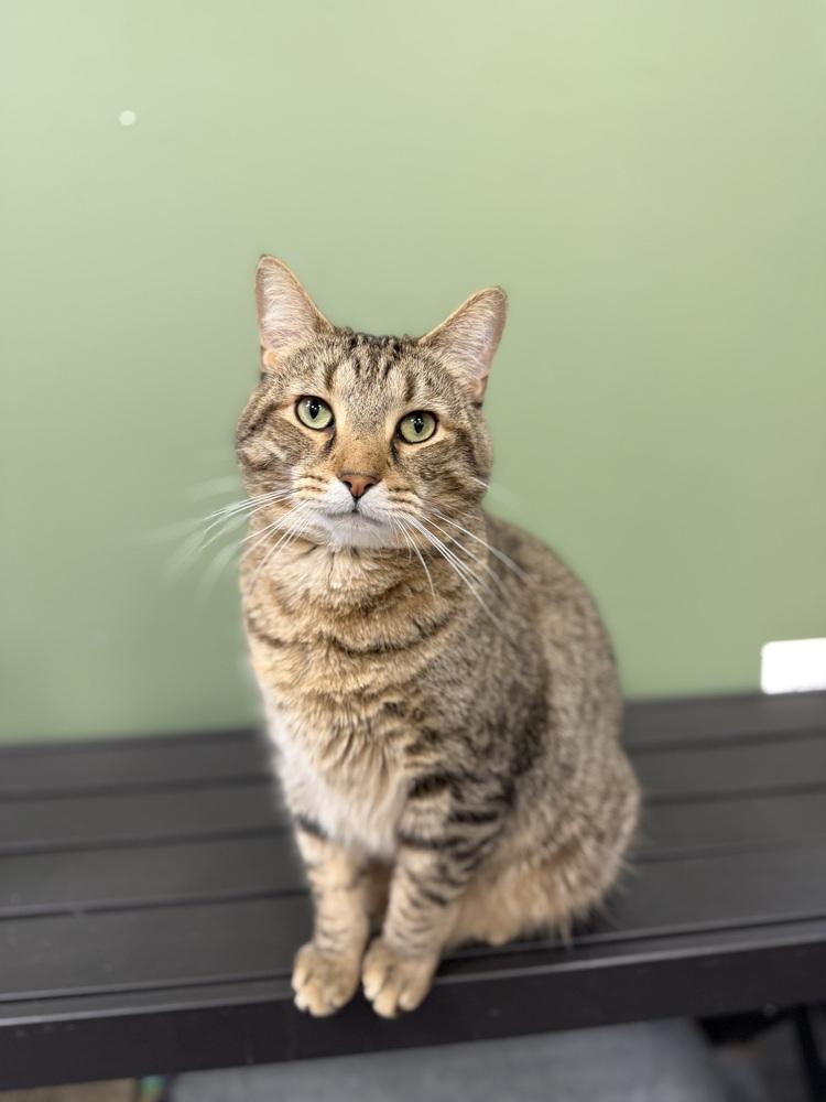 Telegraph, Adopted, Adult Male Domestic Short Hair.