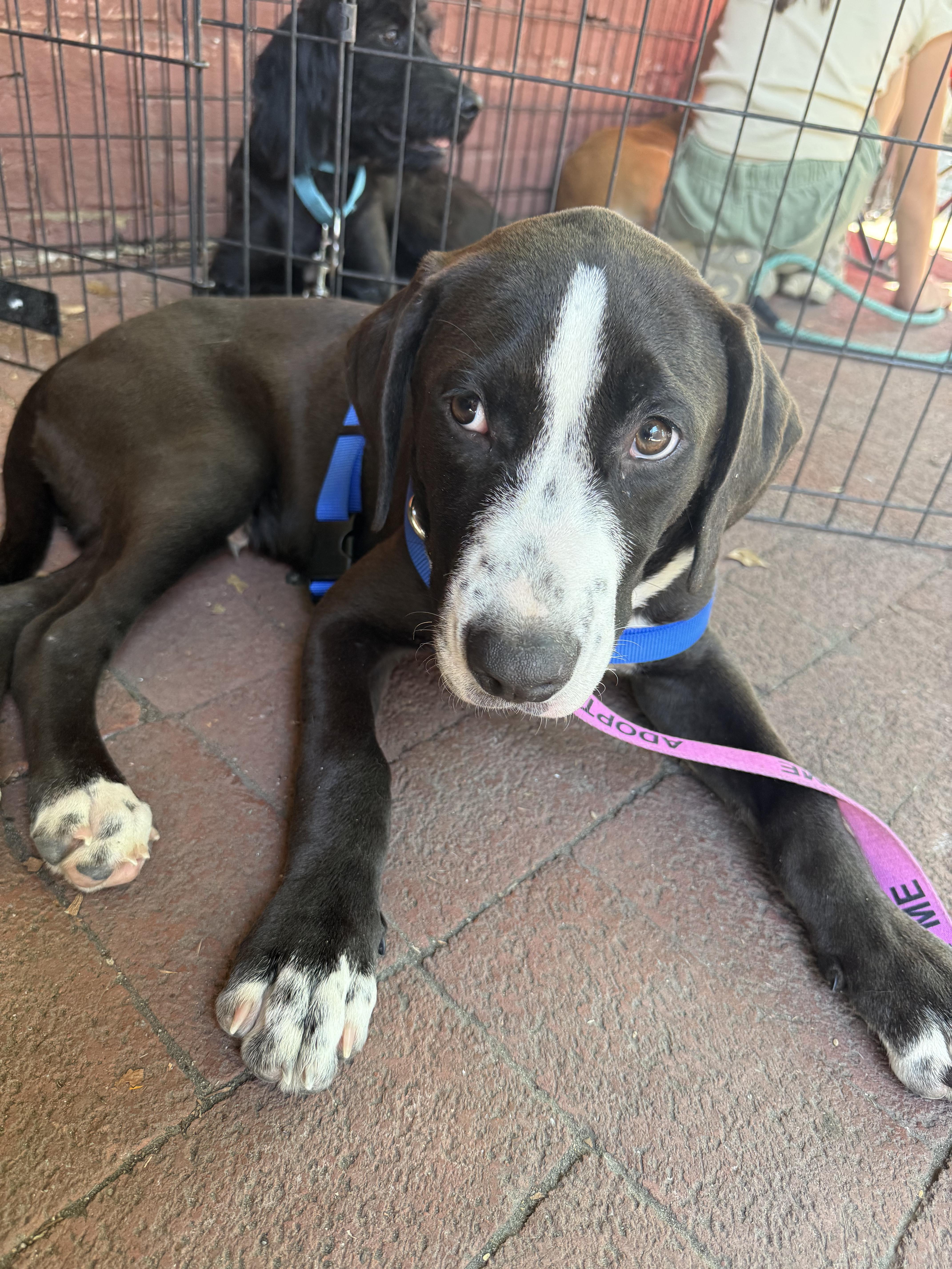 Baraka, ADOPTABLE, Puppy Male Labrador Retriever & Hound.