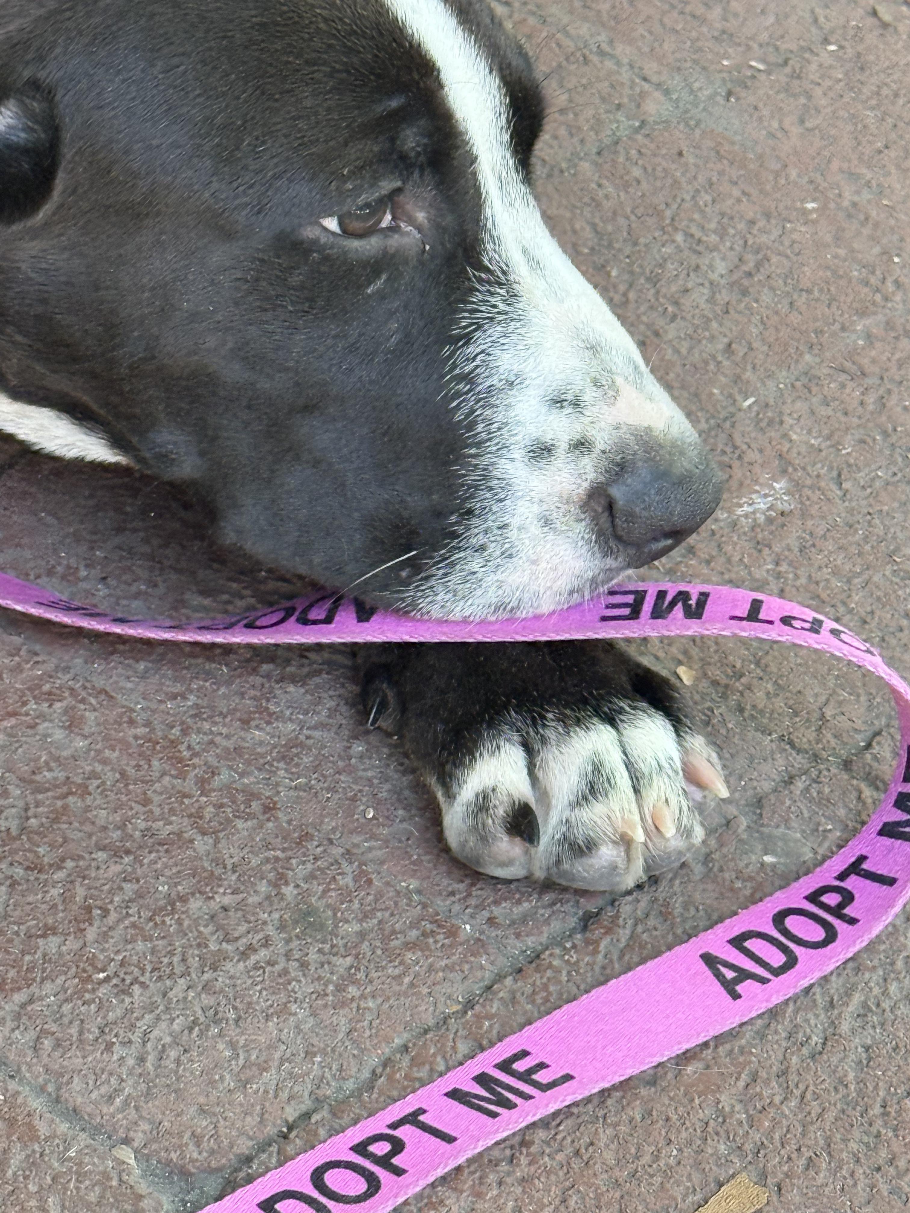 Baraka, a ADOPTABLE mixed breed in Pleasant Valley, NY image 3/3