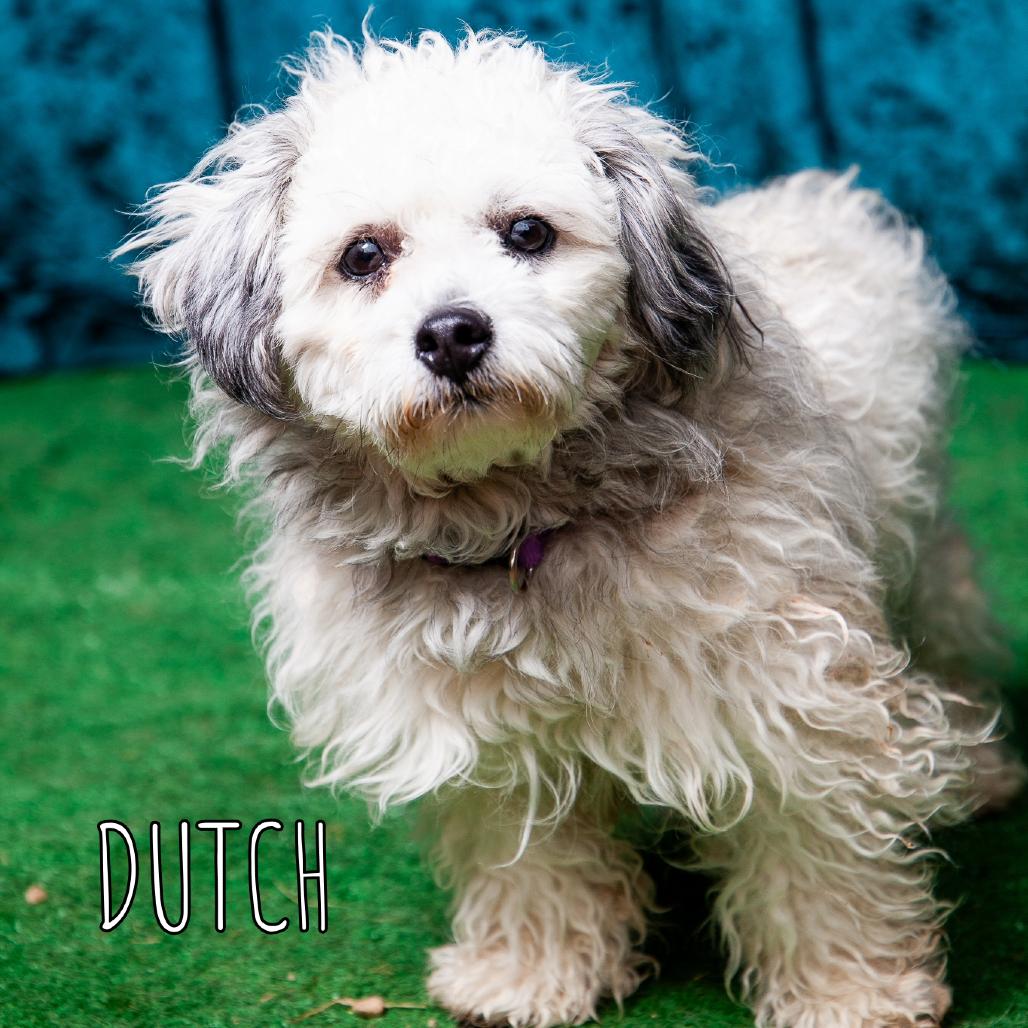 Enlarge Dutch, a Adoptable Shih Tzu in West Chester, PA image 1/2