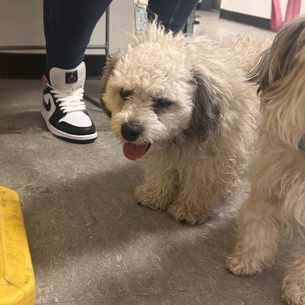 Enlarge Dutch, a Adoptable Shih Tzu in West Chester, PA image 2/2